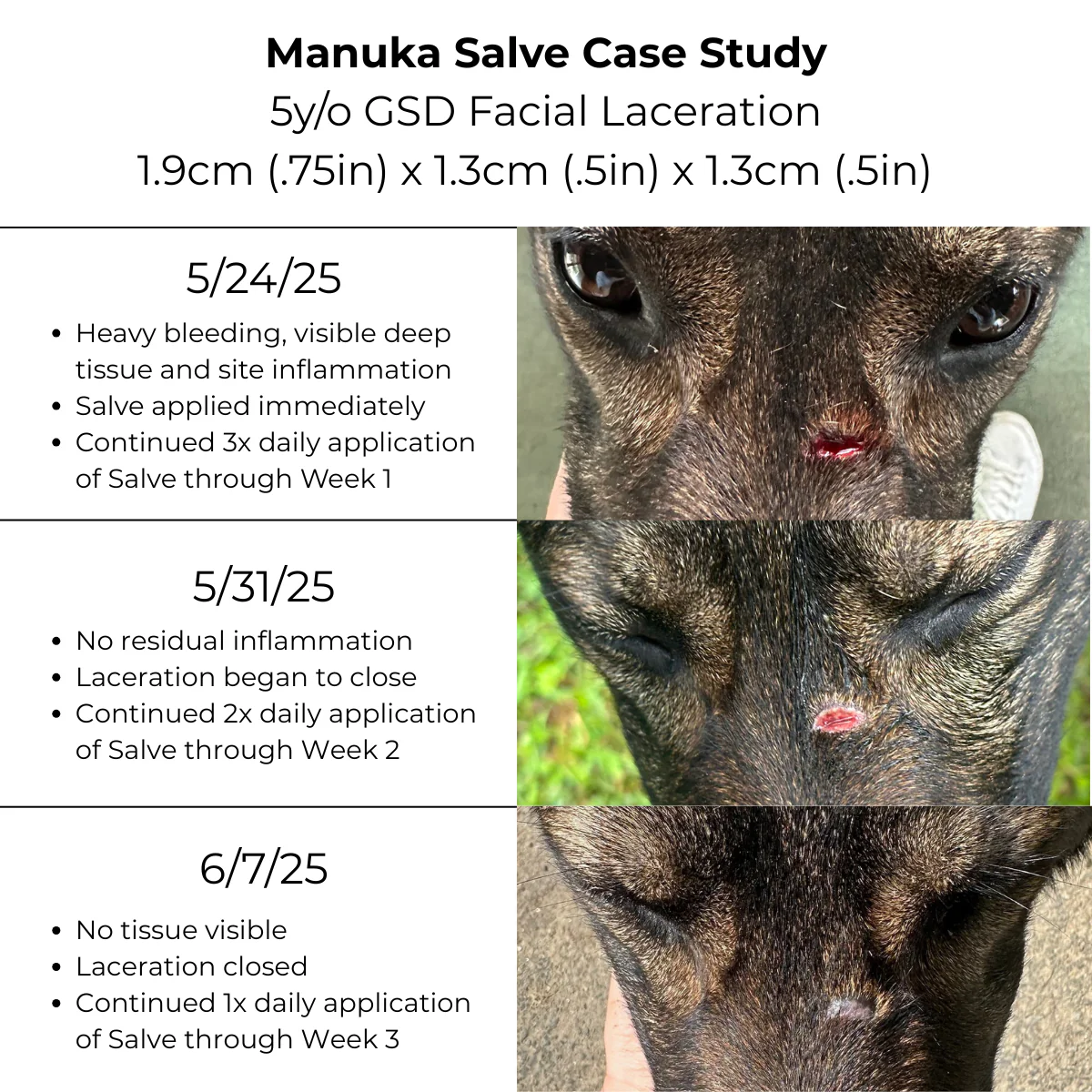 Manuka Honey Salve for Dogs, Horses & Humans - Image 5