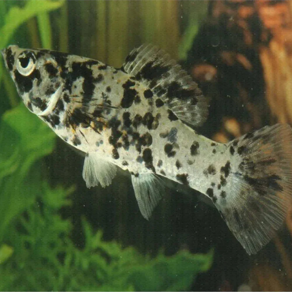 Marble Mollies - Image 2