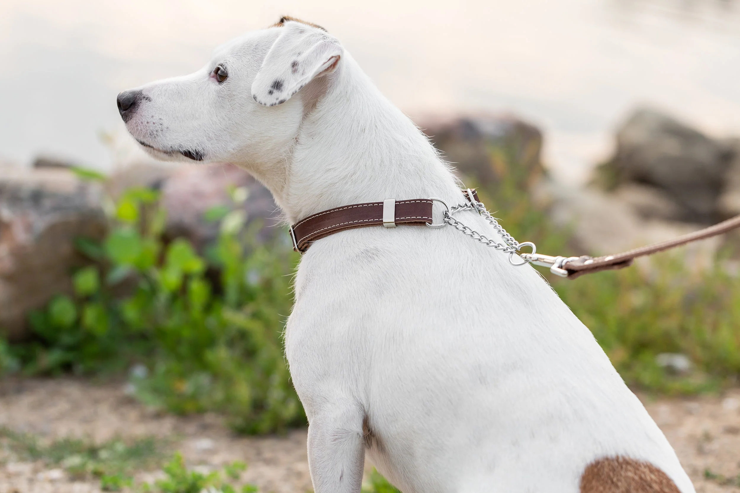 Martingale Chocolate Leather Dog Collar - Image 4