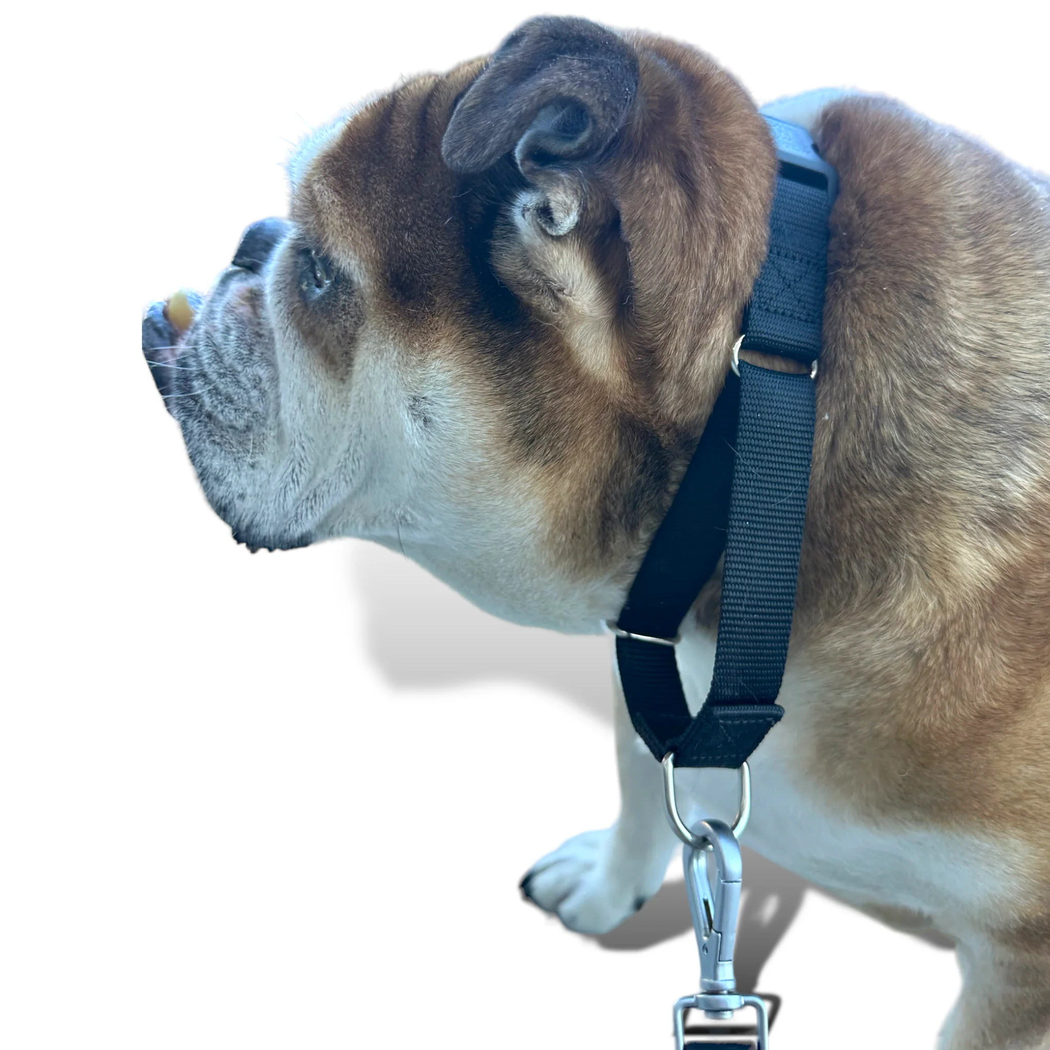 Martingale Dog Collar - Image 10