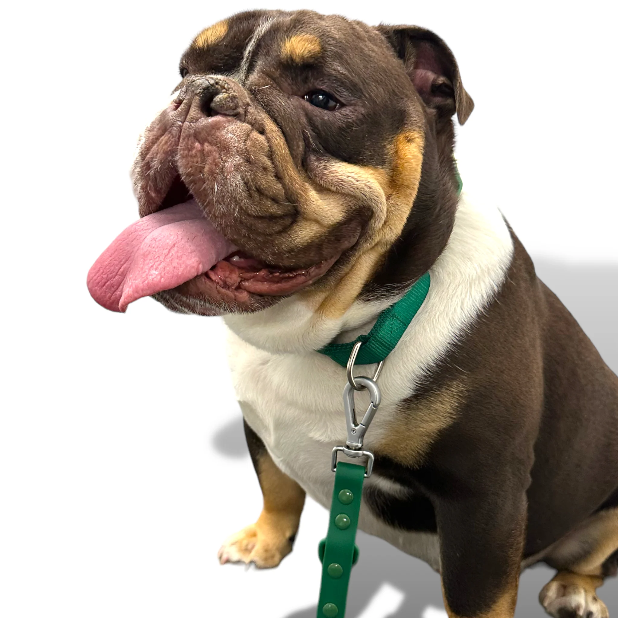 Martingale Dog Collar - Image 16