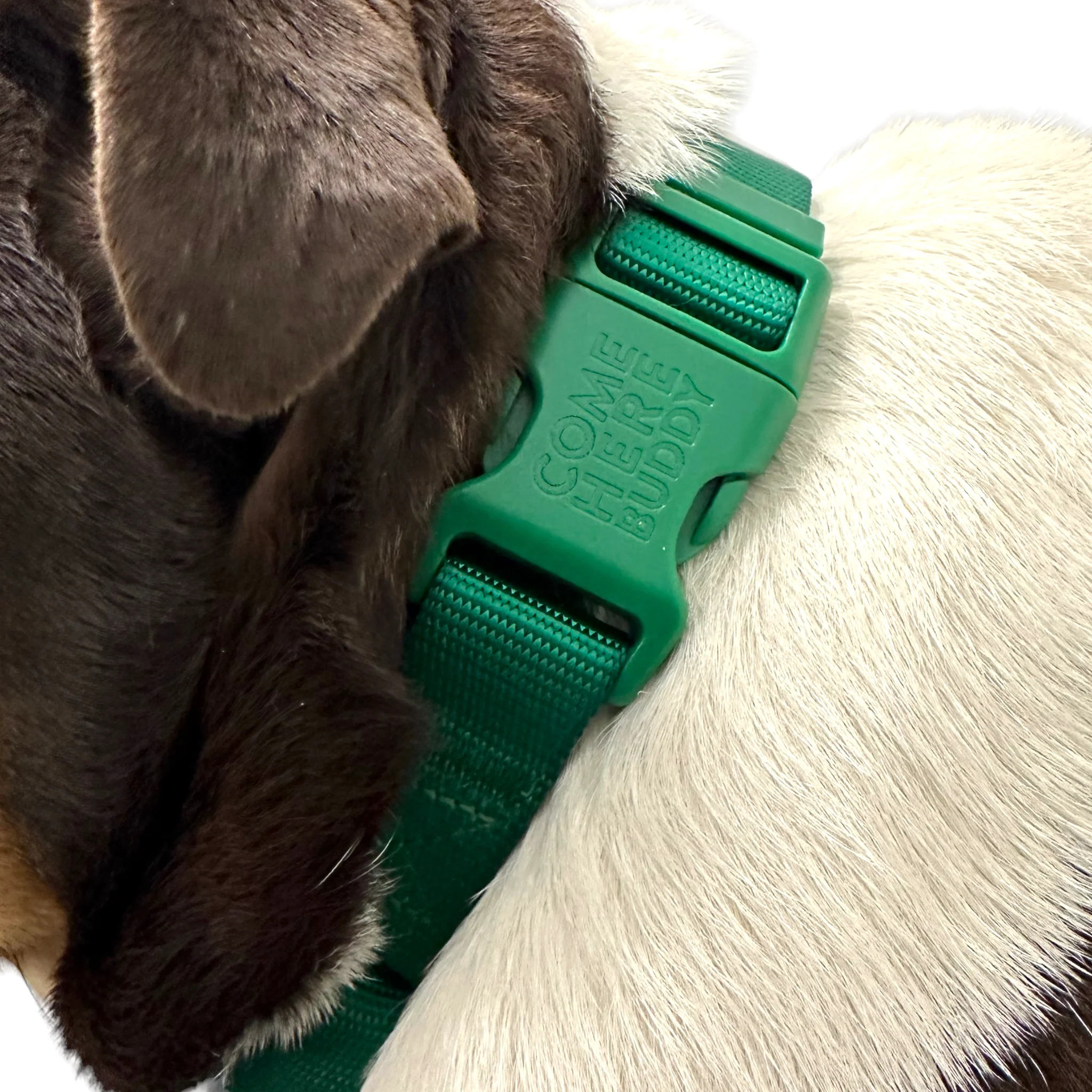 Martingale Dog Collar - Image 17