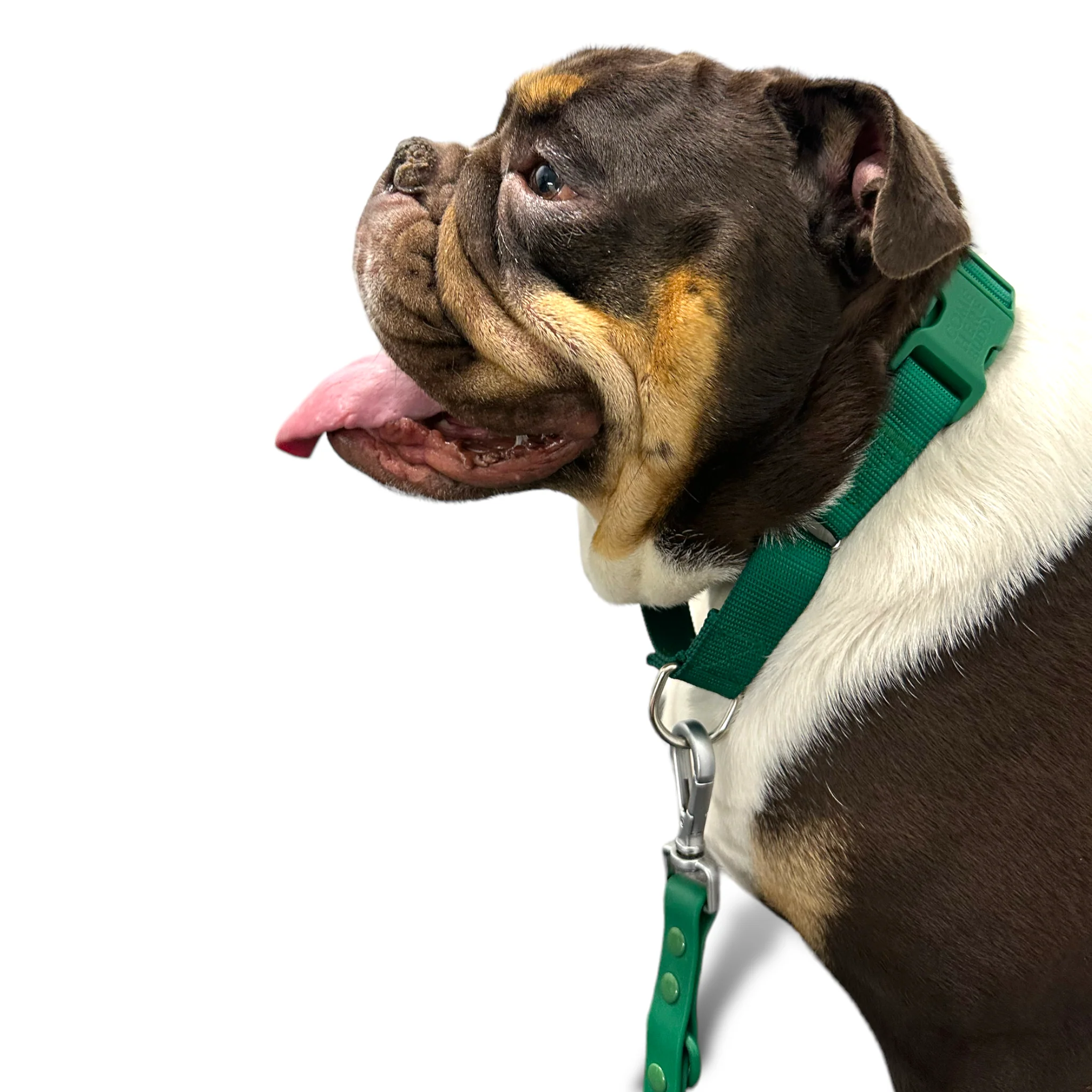 Martingale Dog Collar - Image 18