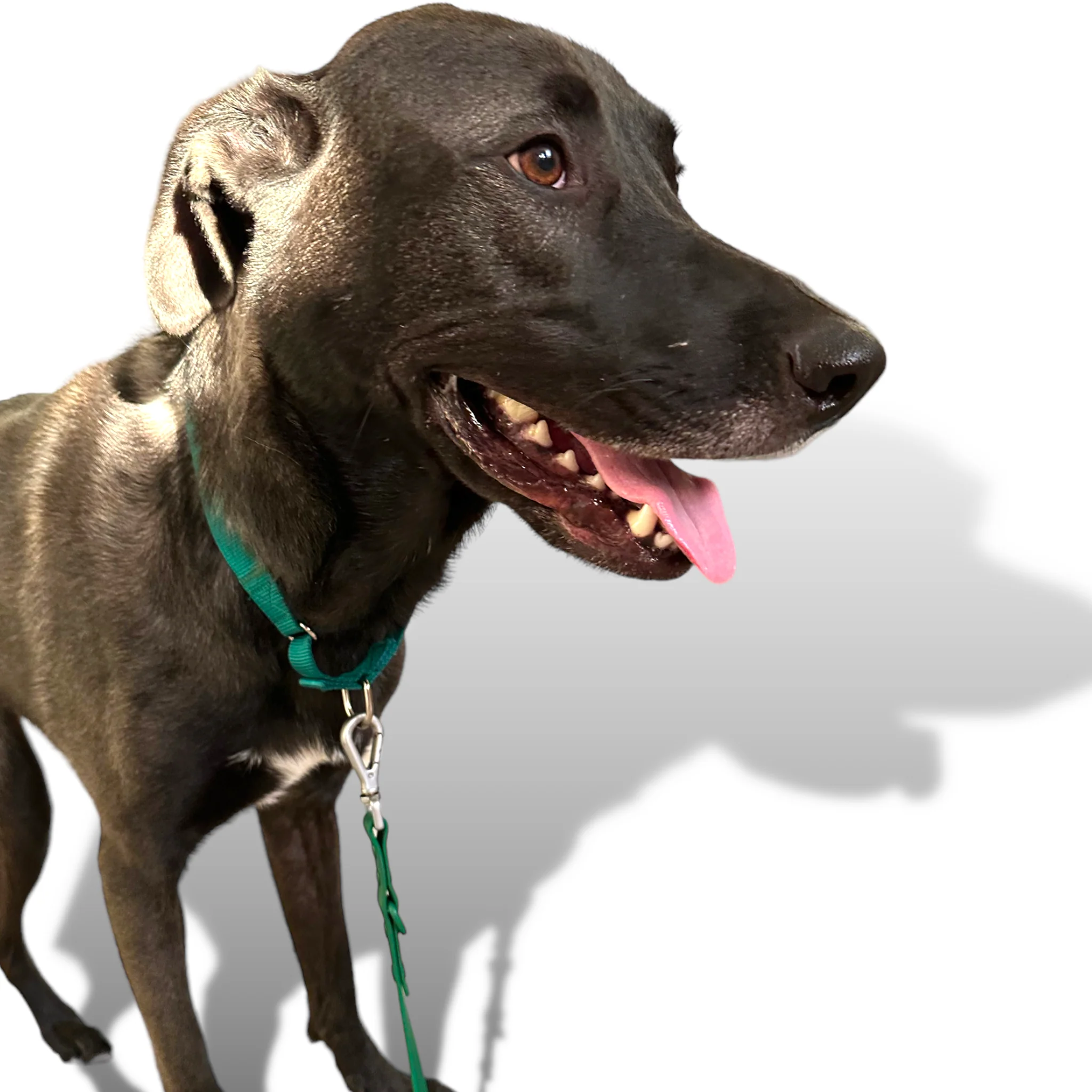Martingale Dog Collar - Image 19
