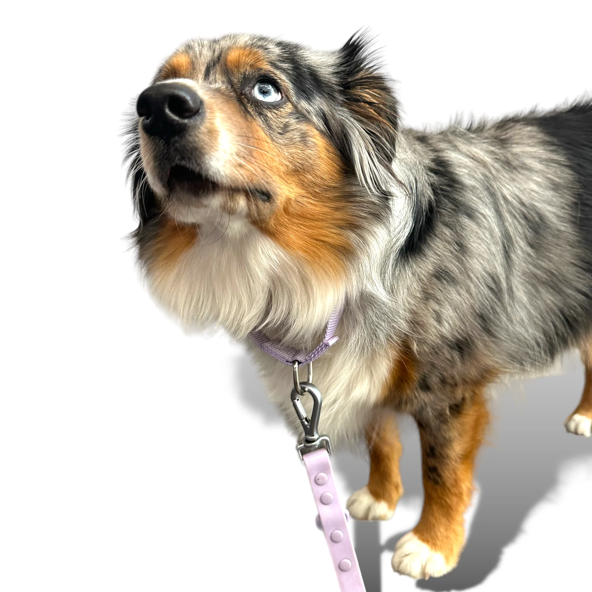 Martingale Dog Collar - Image 25