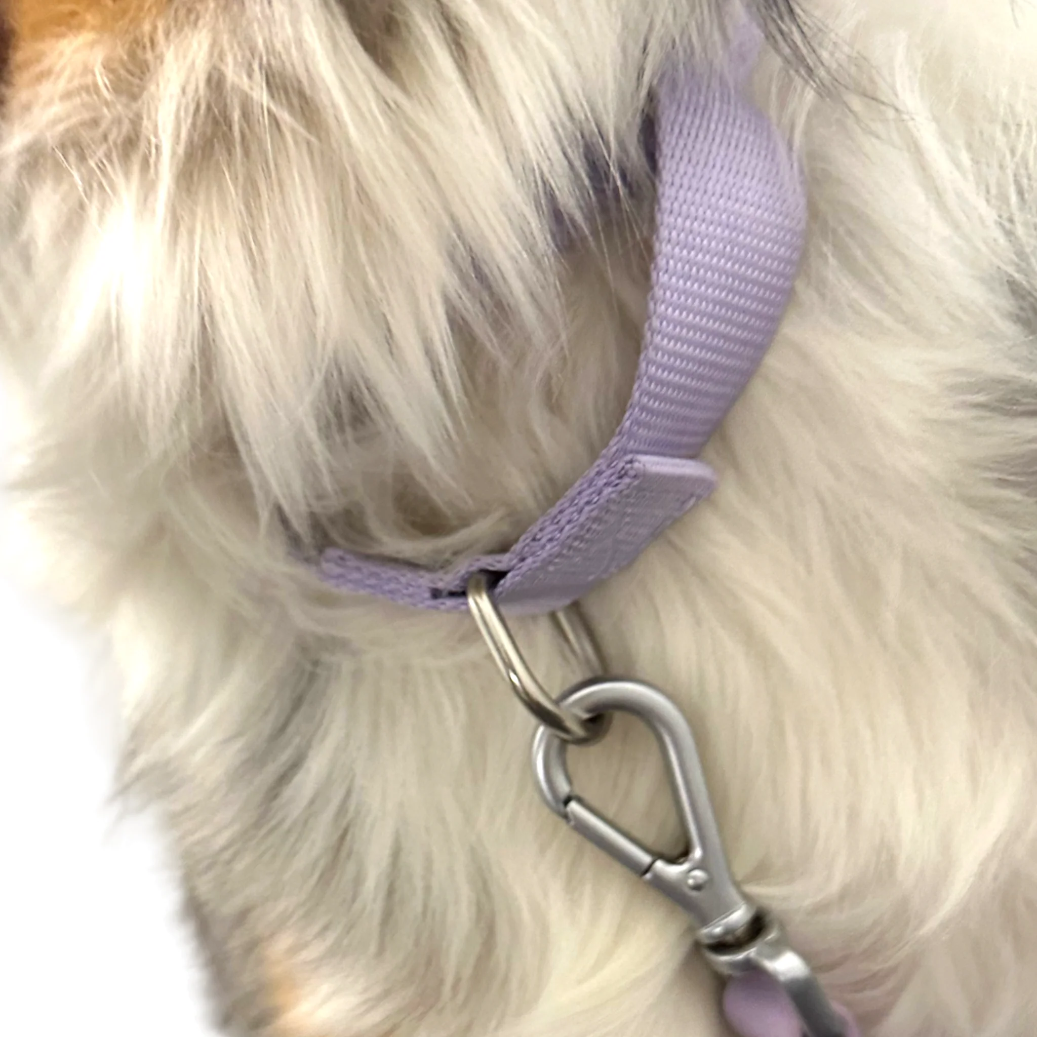 Martingale Dog Collar - Image 26