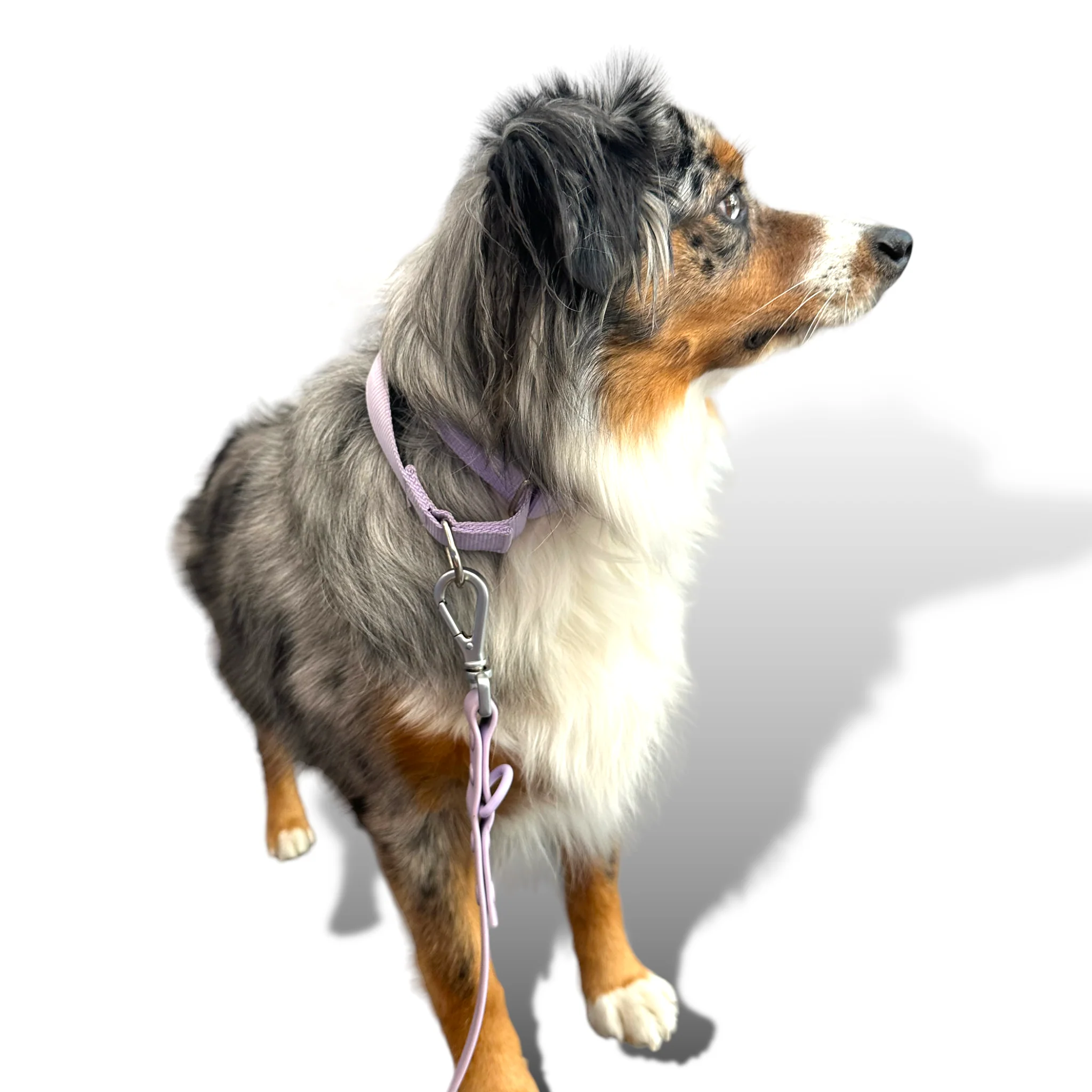 Martingale Dog Collar - Image 27