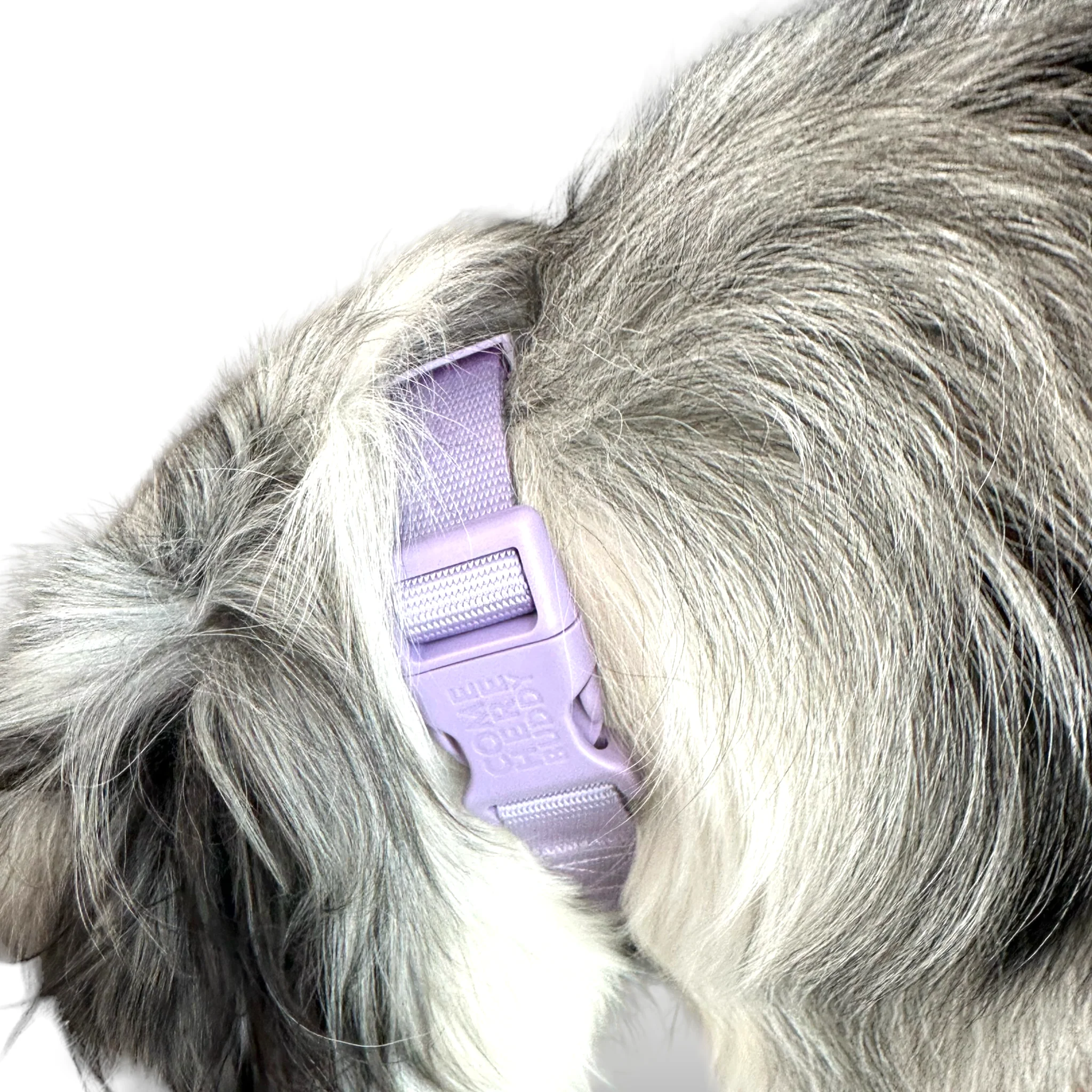 Martingale Dog Collar - Image 28