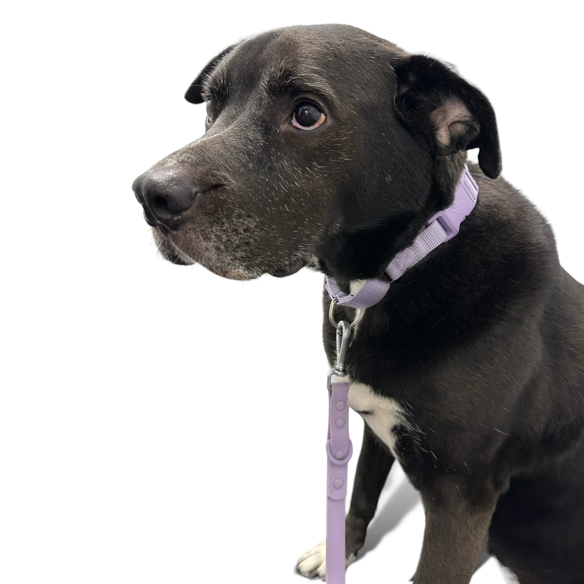 Martingale Dog Collar - Image 29