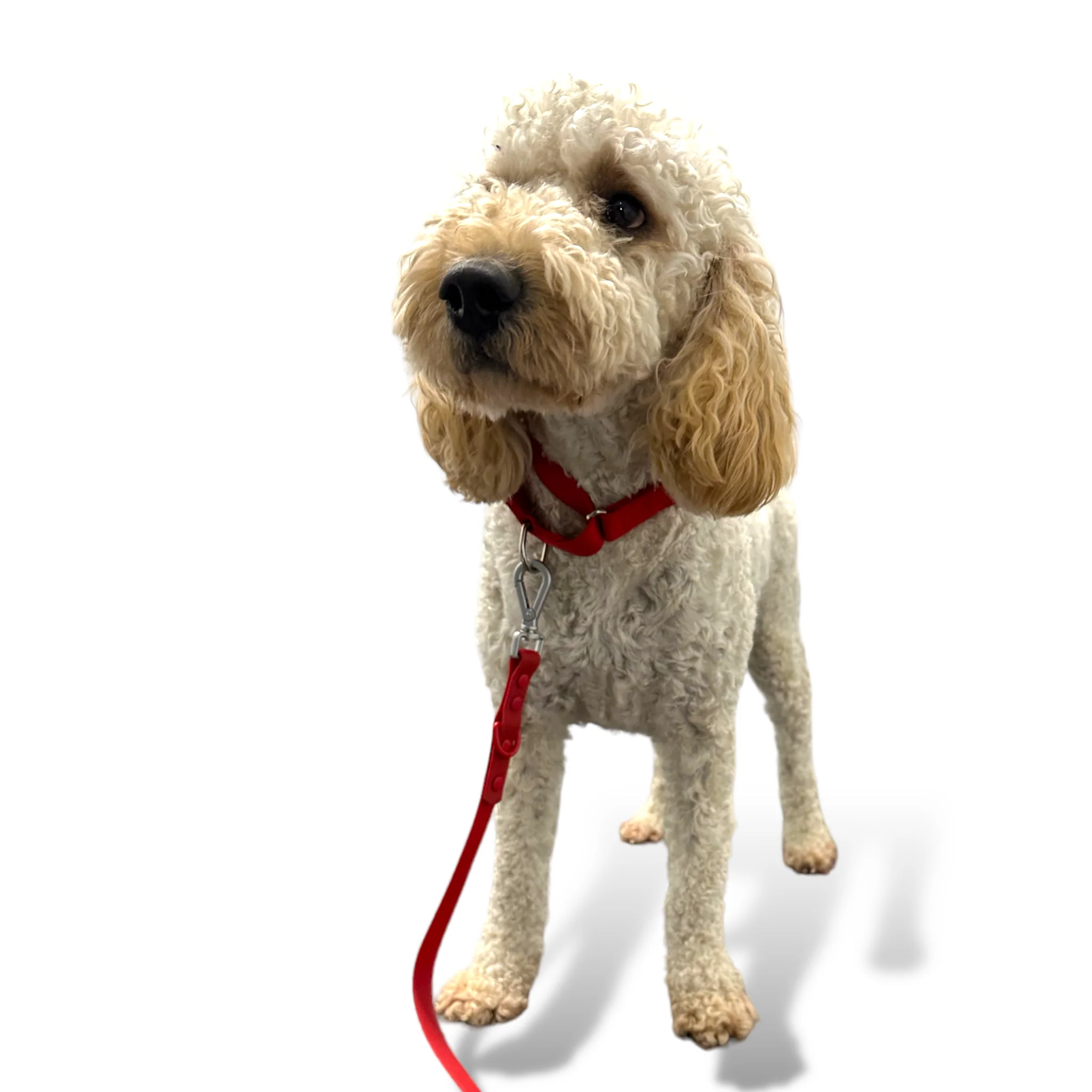 Martingale Dog Collar - Image 35