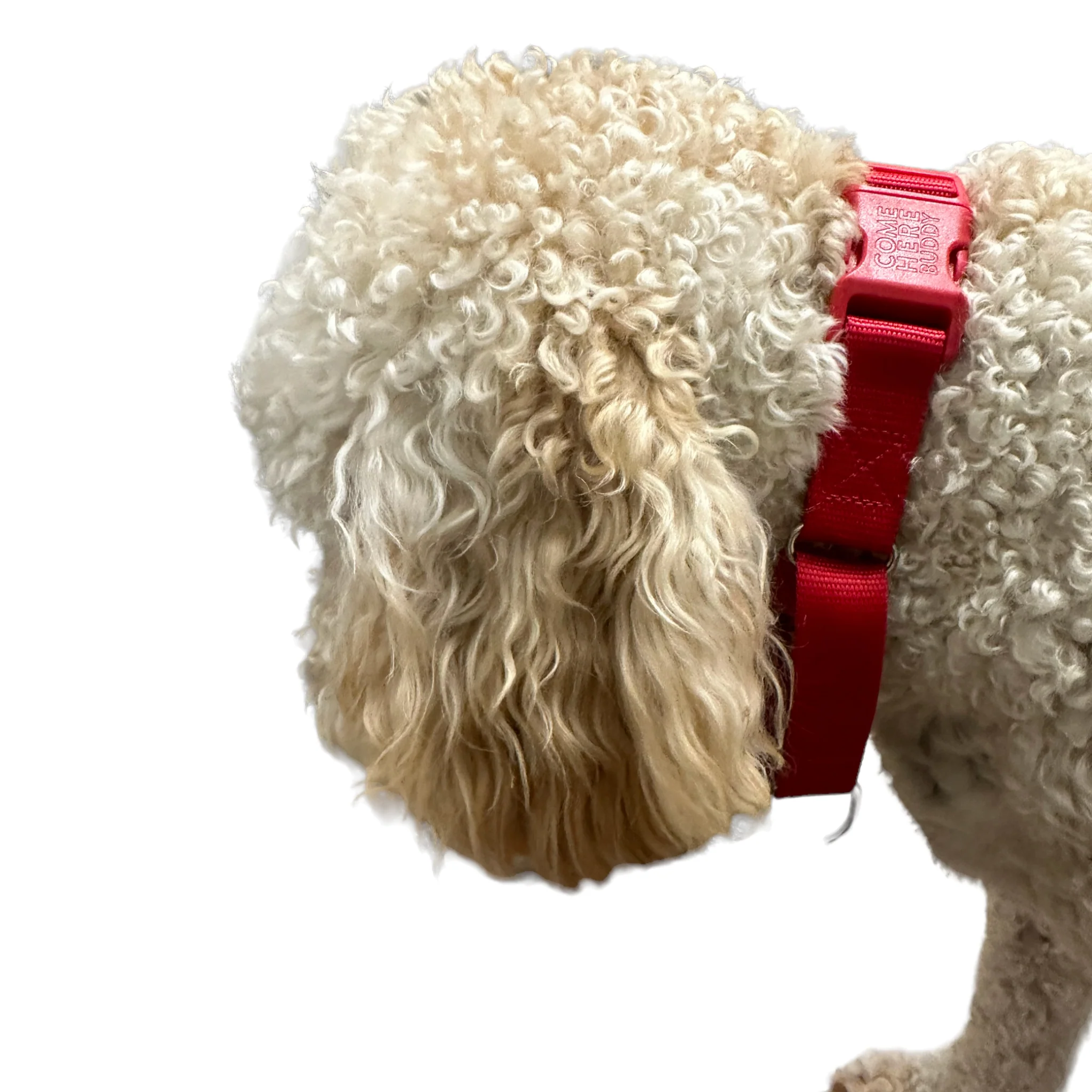 Martingale Dog Collar - Image 36