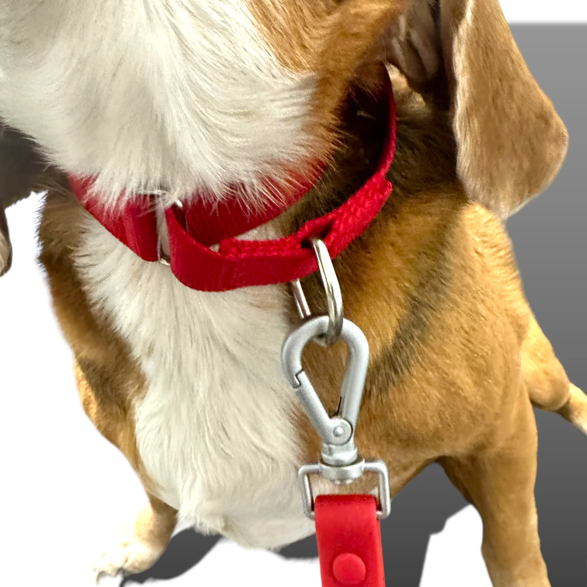Martingale Dog Collar - Image 37
