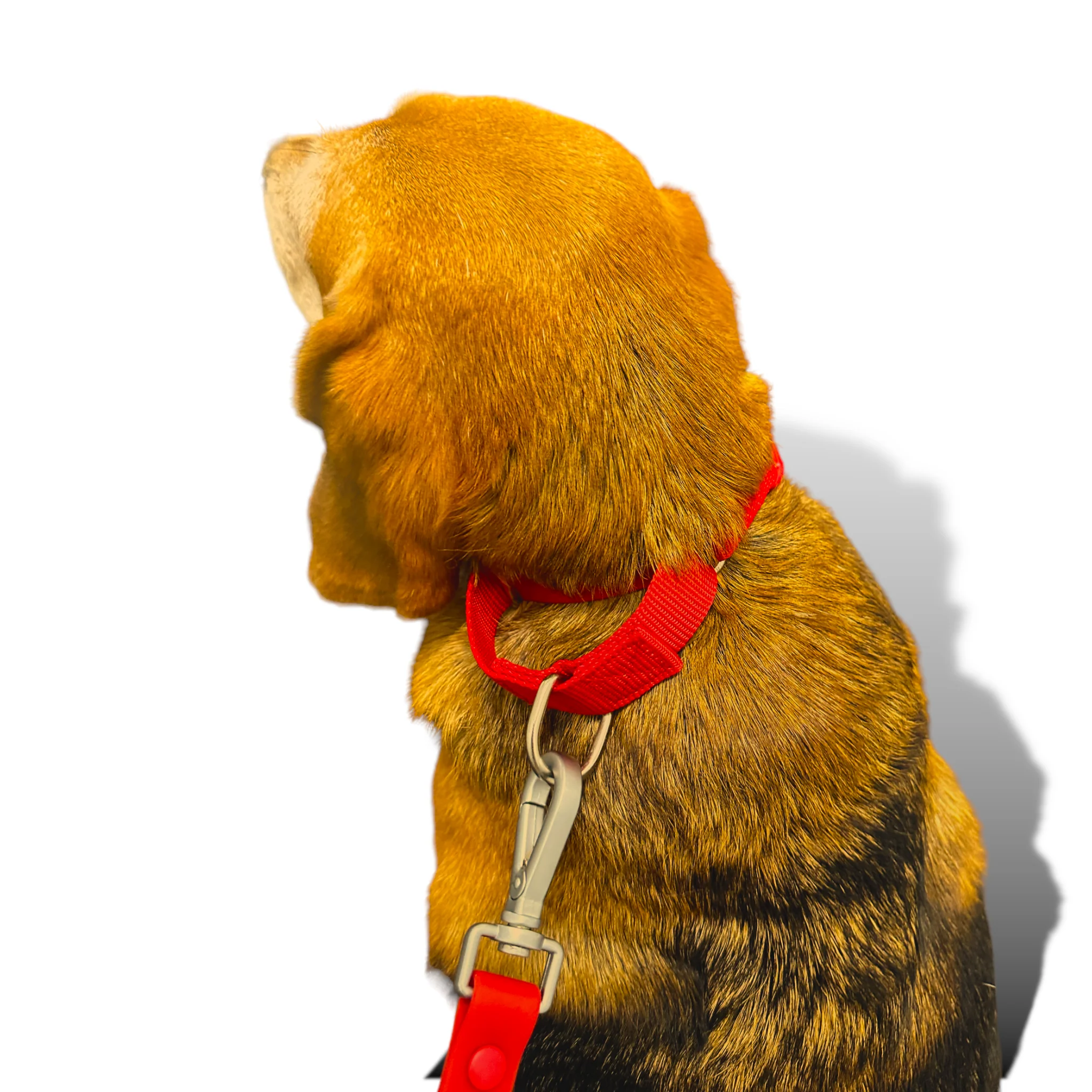 Martingale Dog Collar - Image 38