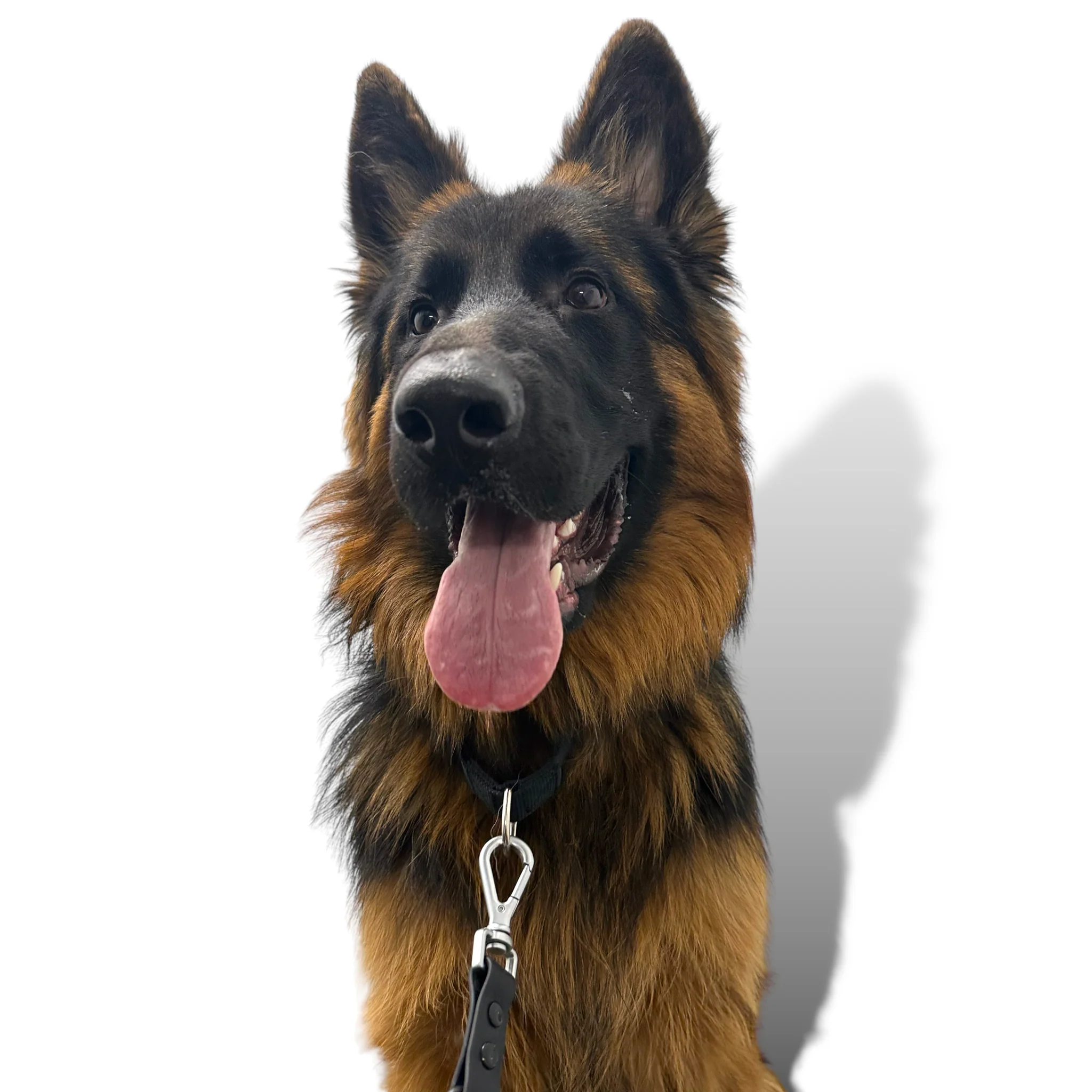 Martingale Dog Collar - Image 7