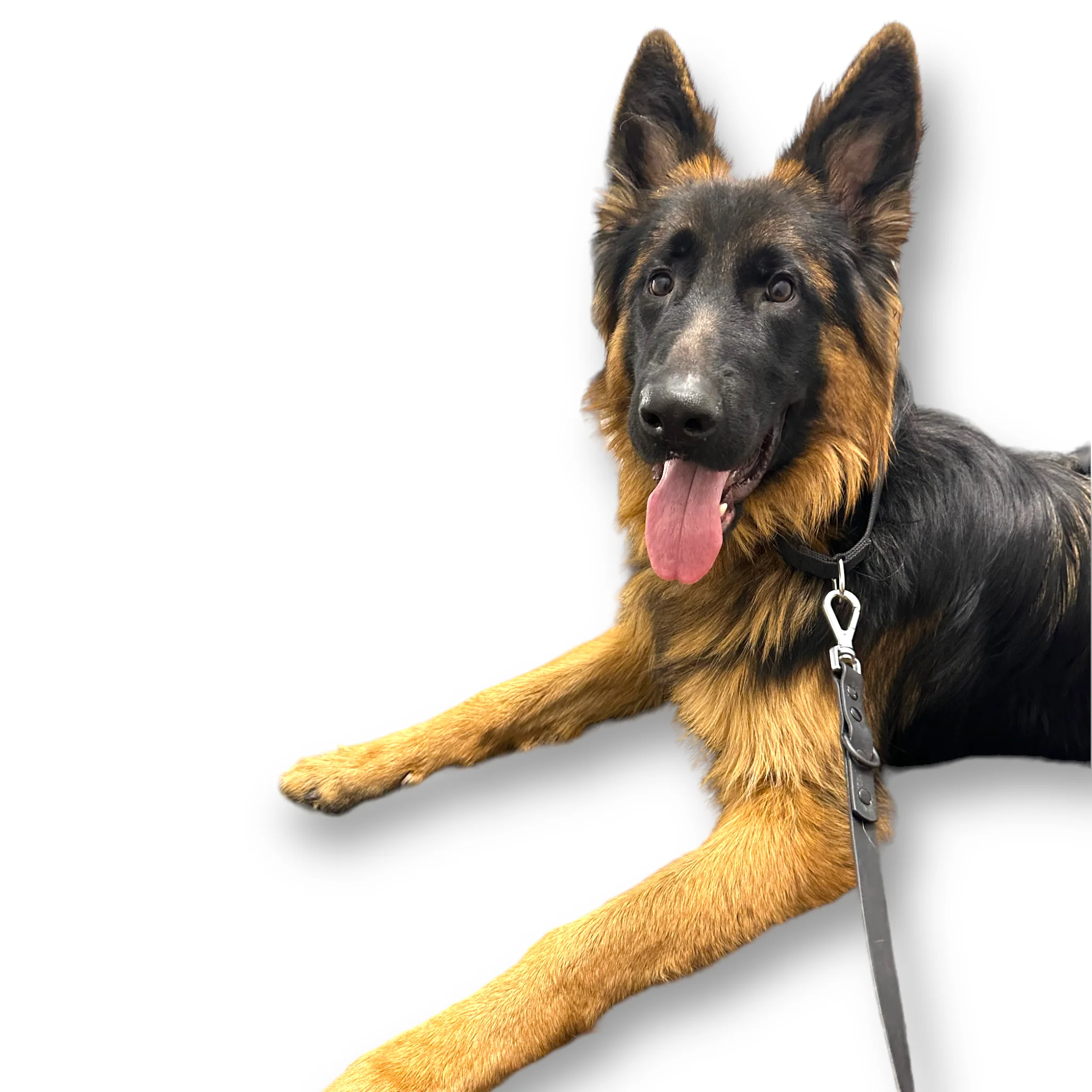 Martingale Dog Collar - Image 8