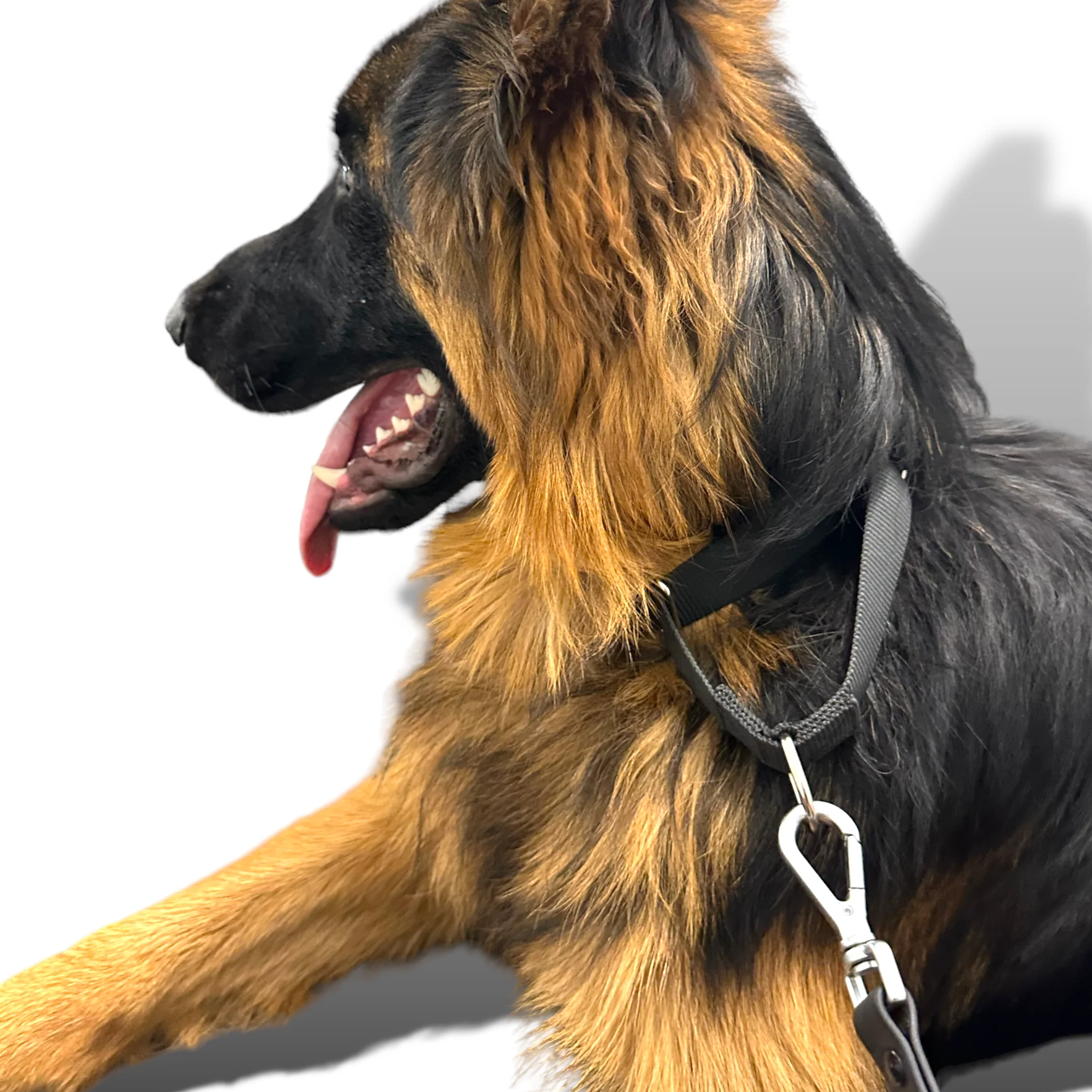 Martingale Dog Collar - Image 9