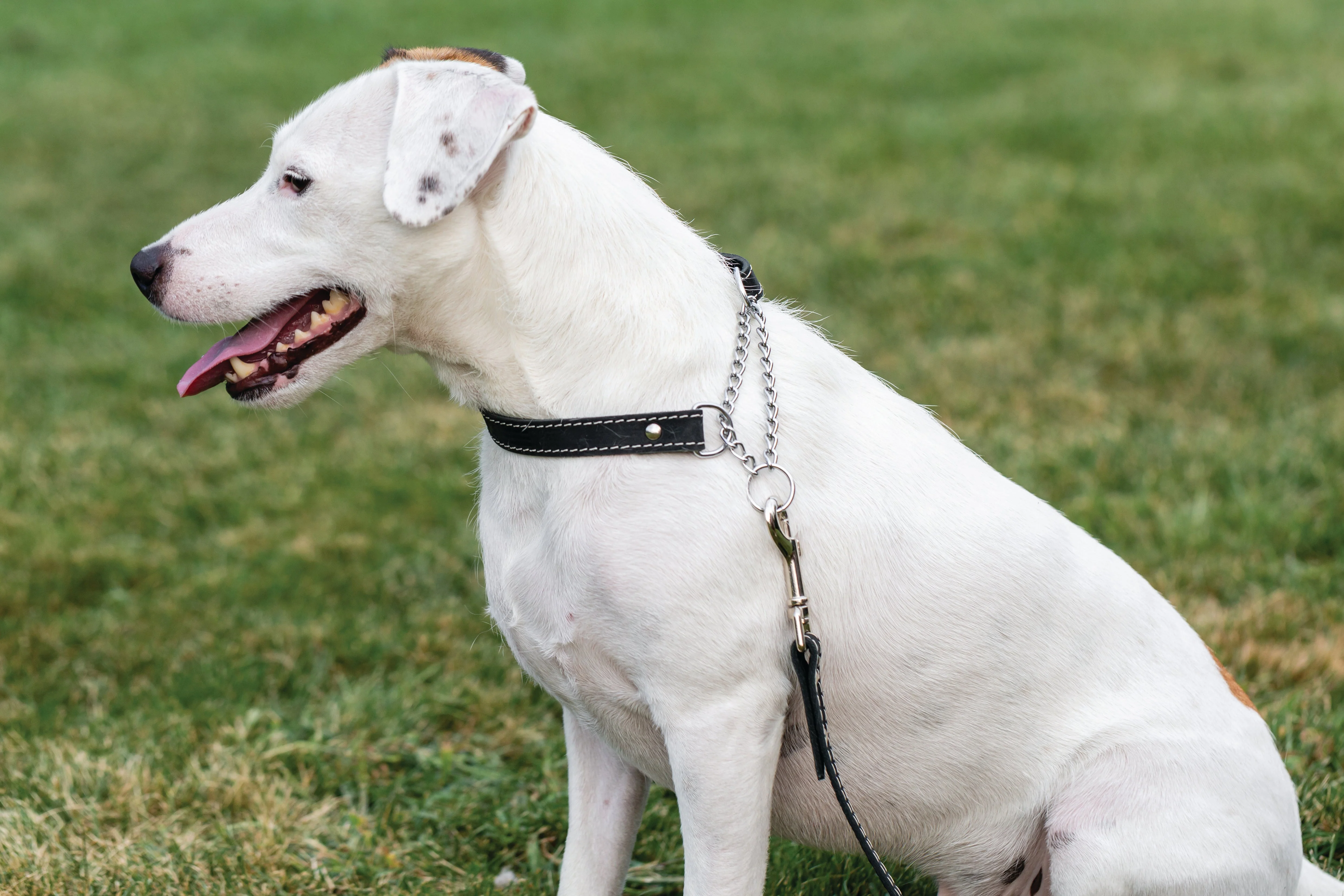 Martingale Midnight Black Leather Dog Collar - Image 4