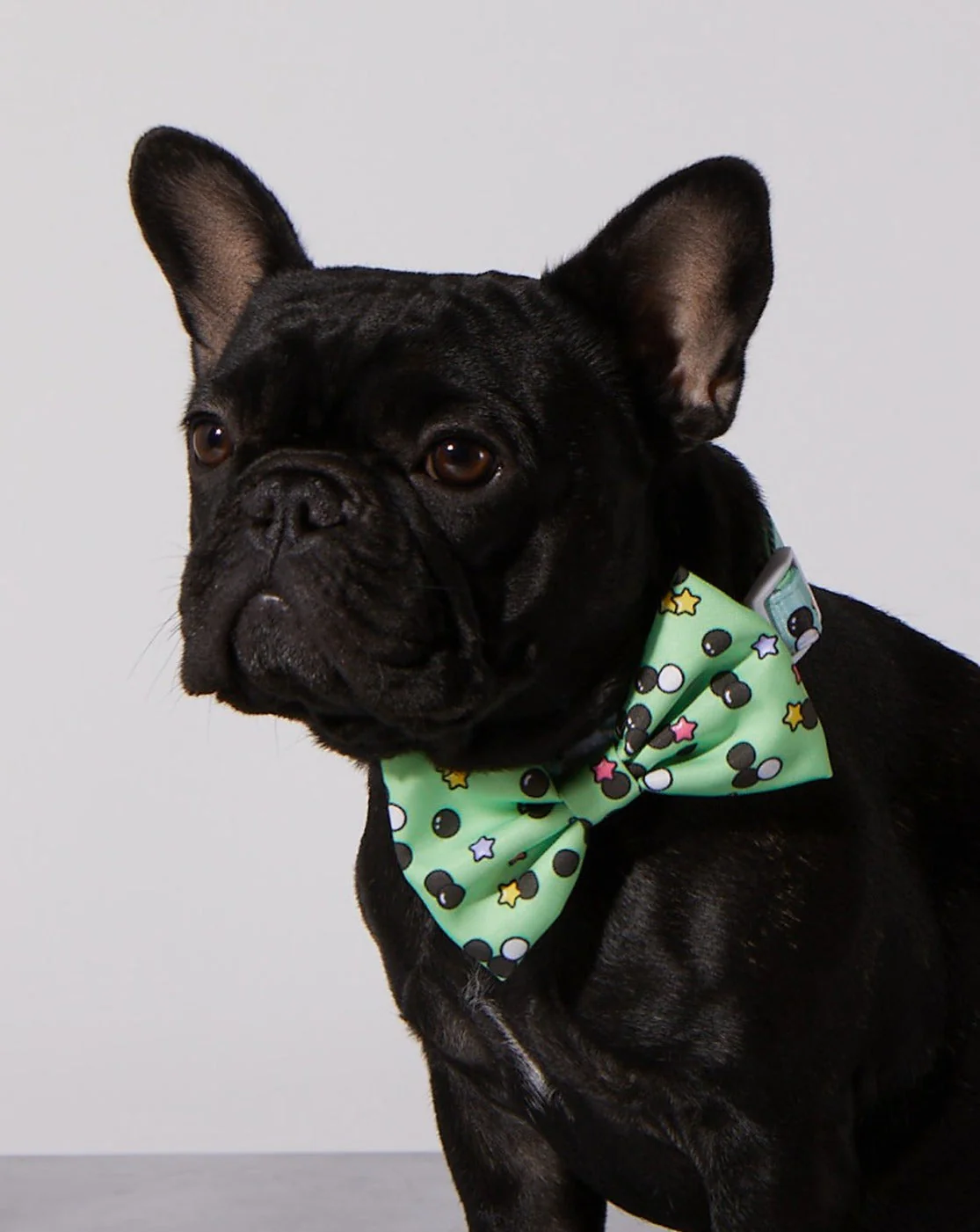 Matcha Boba Dog Collar & Bowtie - Image 2
