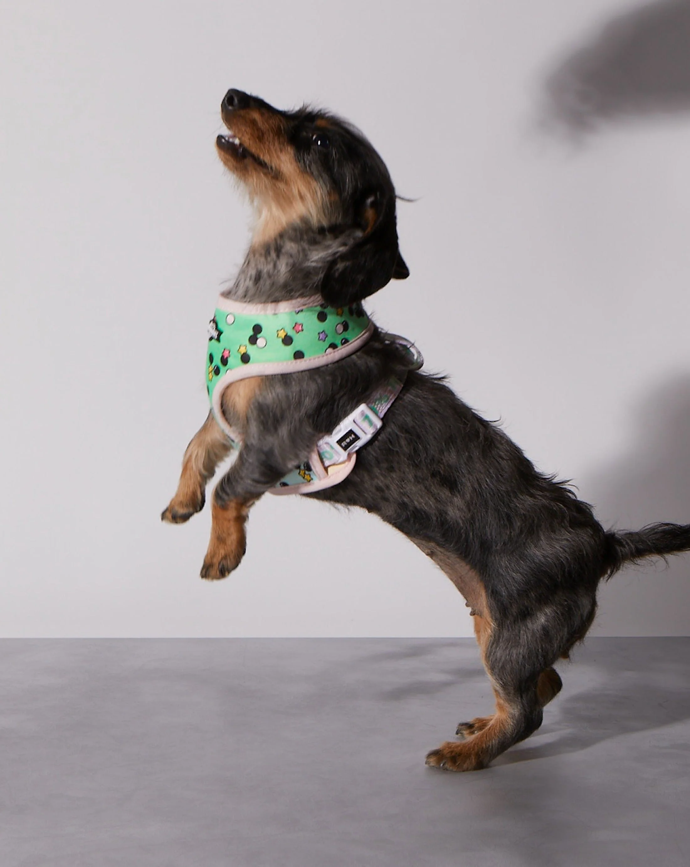 Matcha Boba Reversible Harness - Image 5