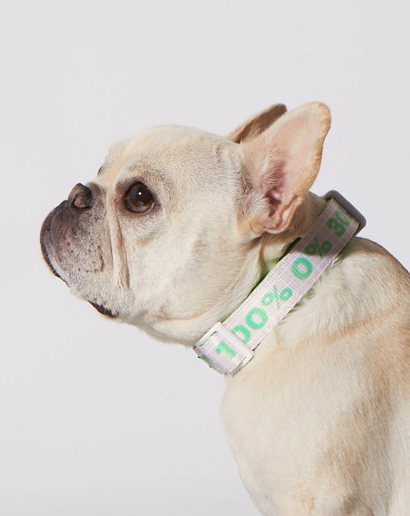 Matcha Sugar Level Dog Collar - Image 2
