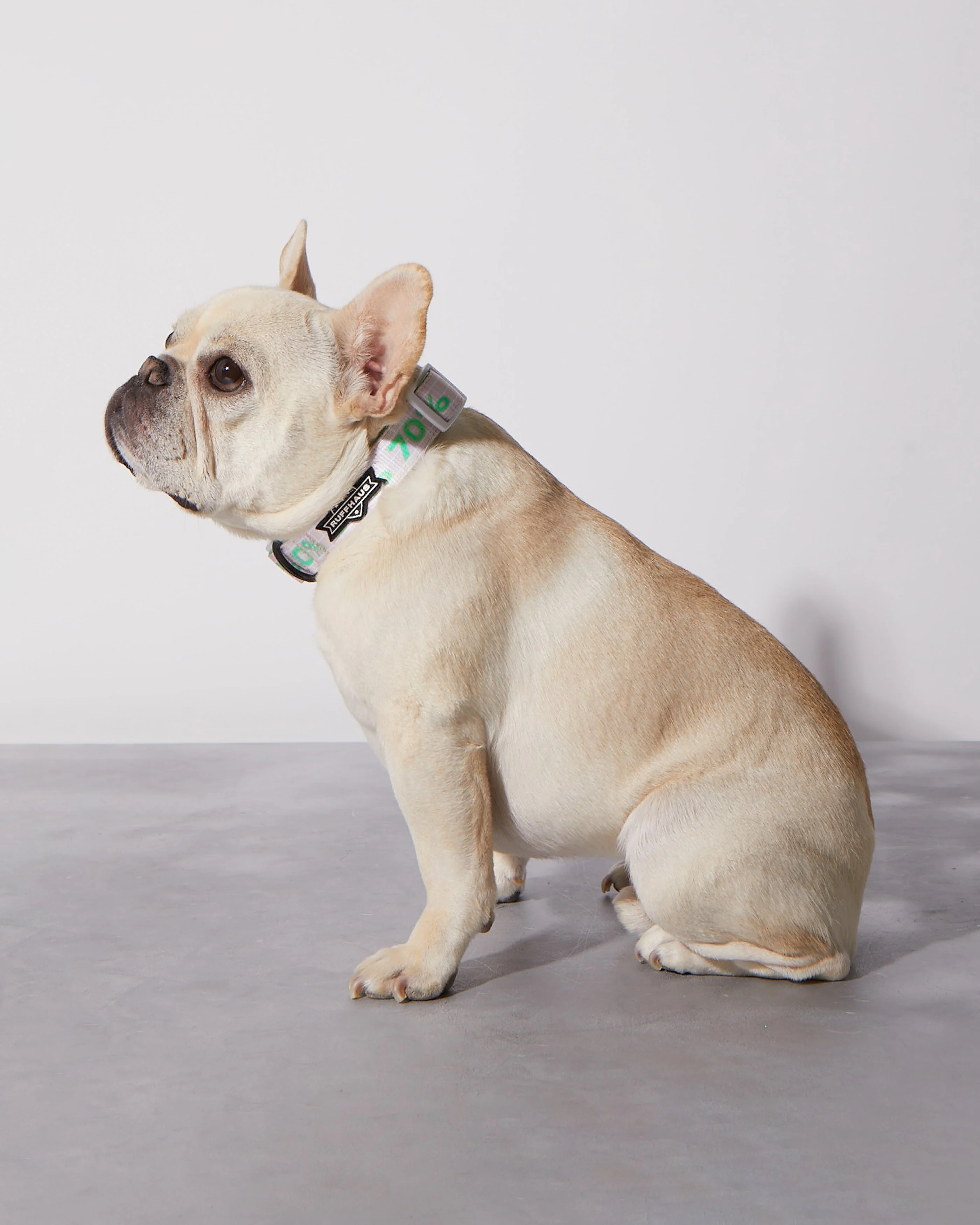 Matcha Sugar Level Dog Collar - Image 3