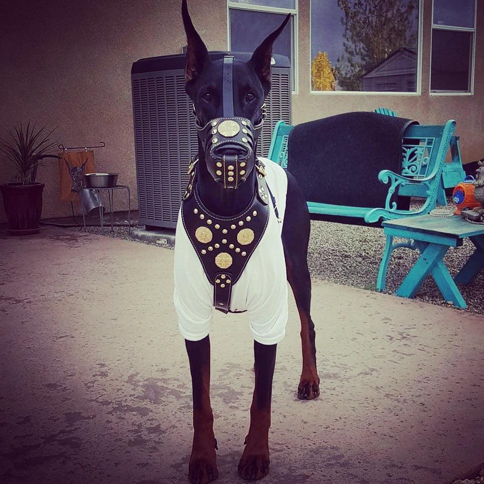 ''Maximus'' Basket Muzzle Brown & Gold - Image 2