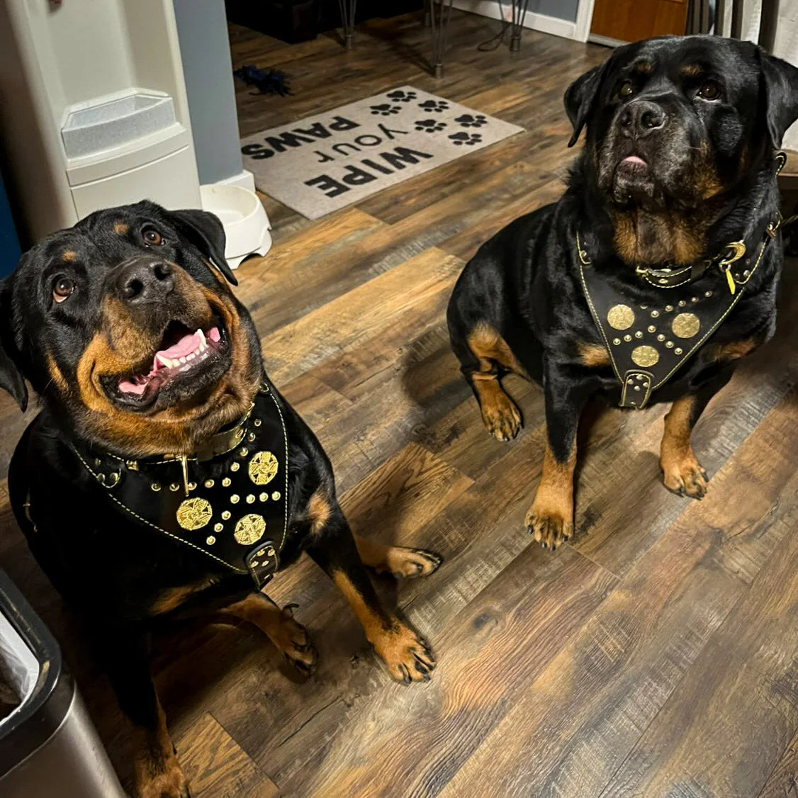 "Maximus Black" BIG dog SET- Harness - collar - lead. Brass rivets - Image 2
