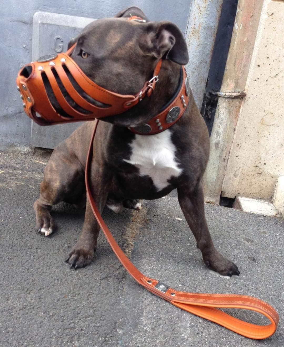 ''Maximus'' Silver Basket Muzzle - Image 3