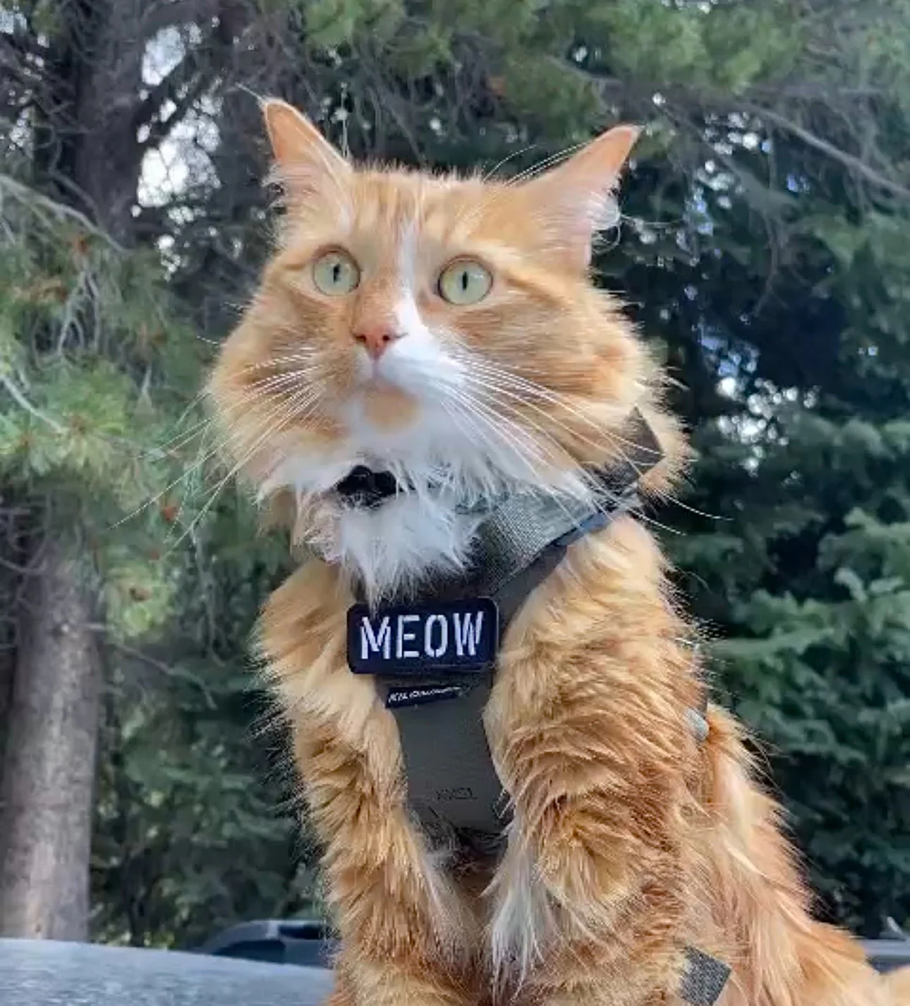 MEOW Morale Patch - Image 6