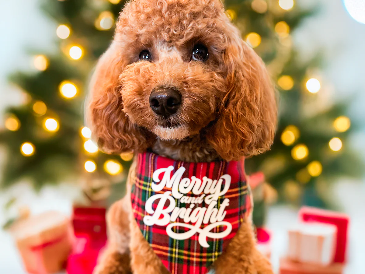 "Merry and Bright" Reversible Dog Bandana - Image 3