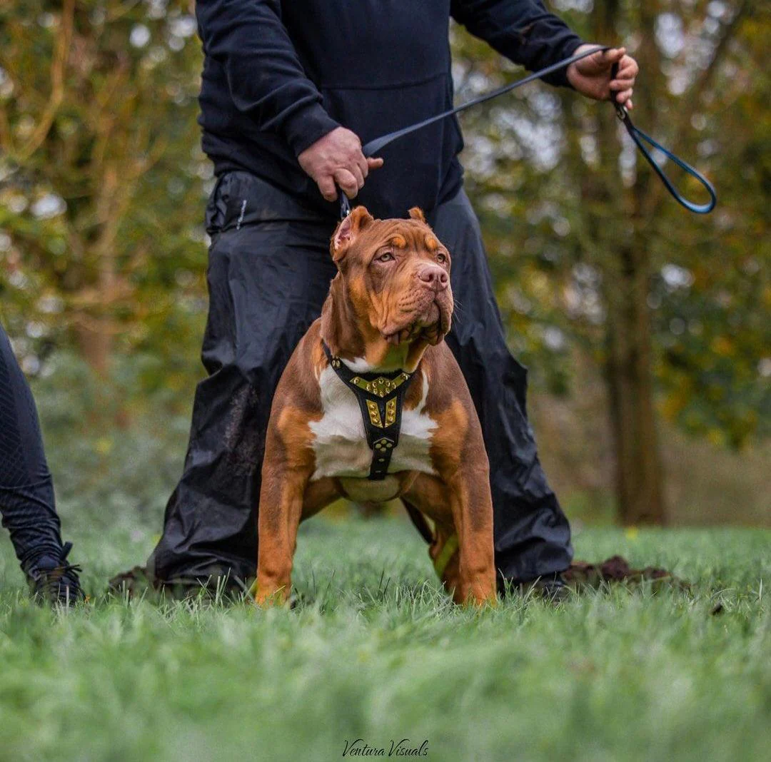 ''Midas'' leather dog harness gold medium size - Image 3