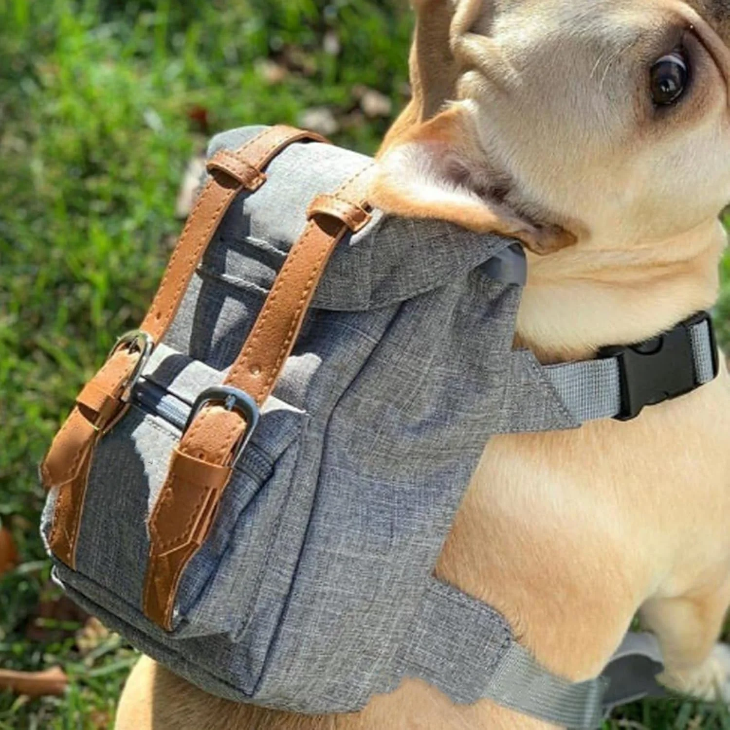 Mini Adventure Dog Backpack – Stylish & Functional - Image 10