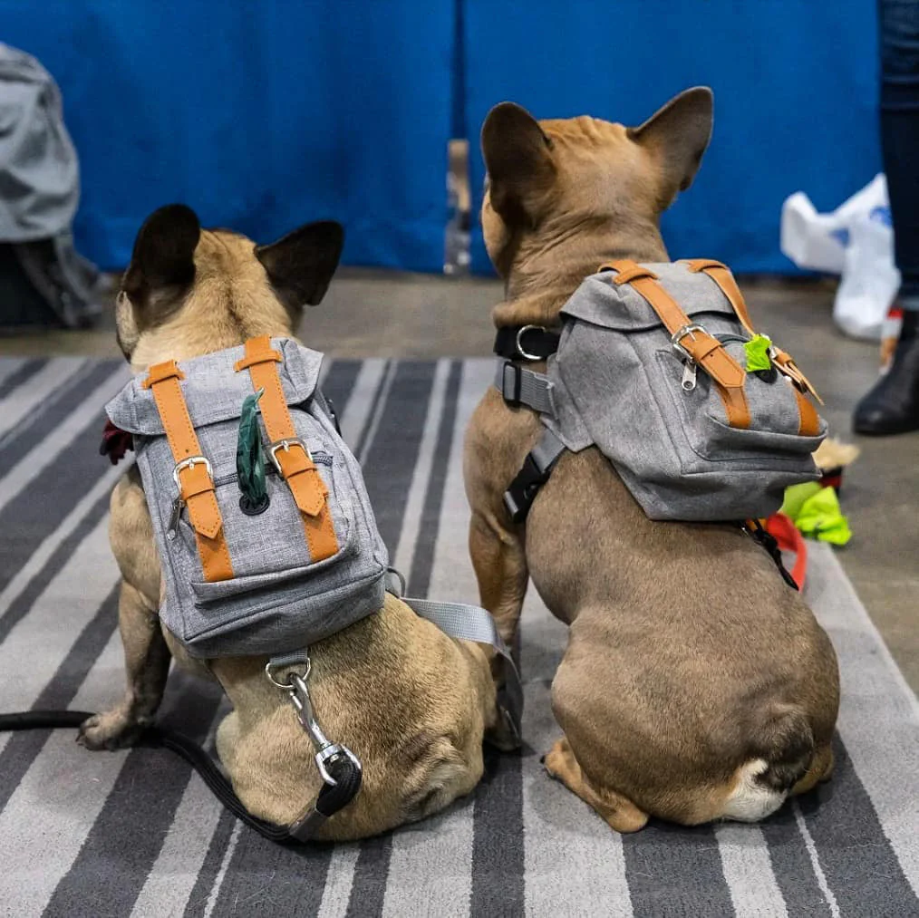 Mini Adventure Dog Backpack – Stylish & Functional - Image 4