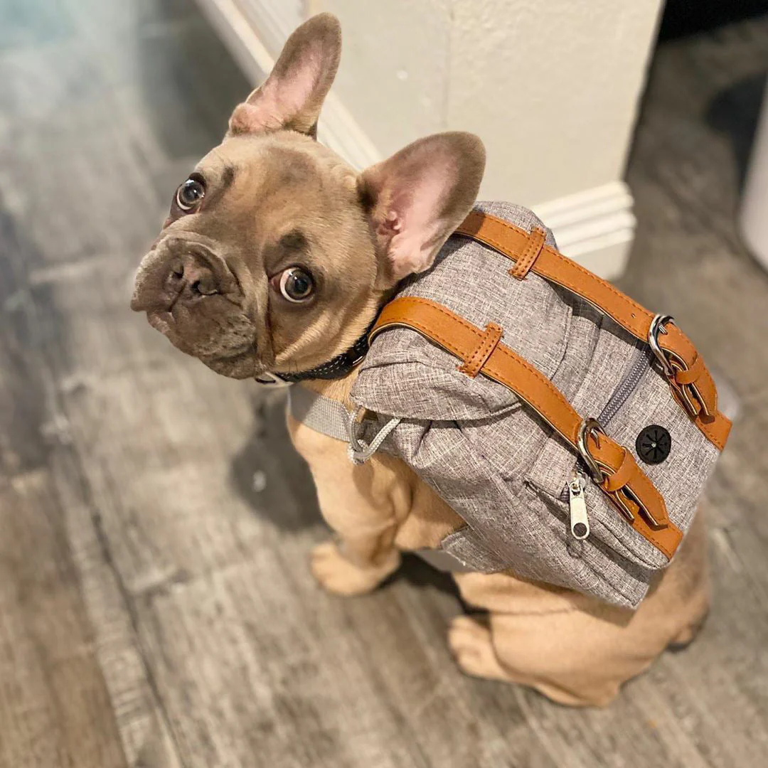 Mini Adventure Dog Backpack – Stylish & Functional - Image 5