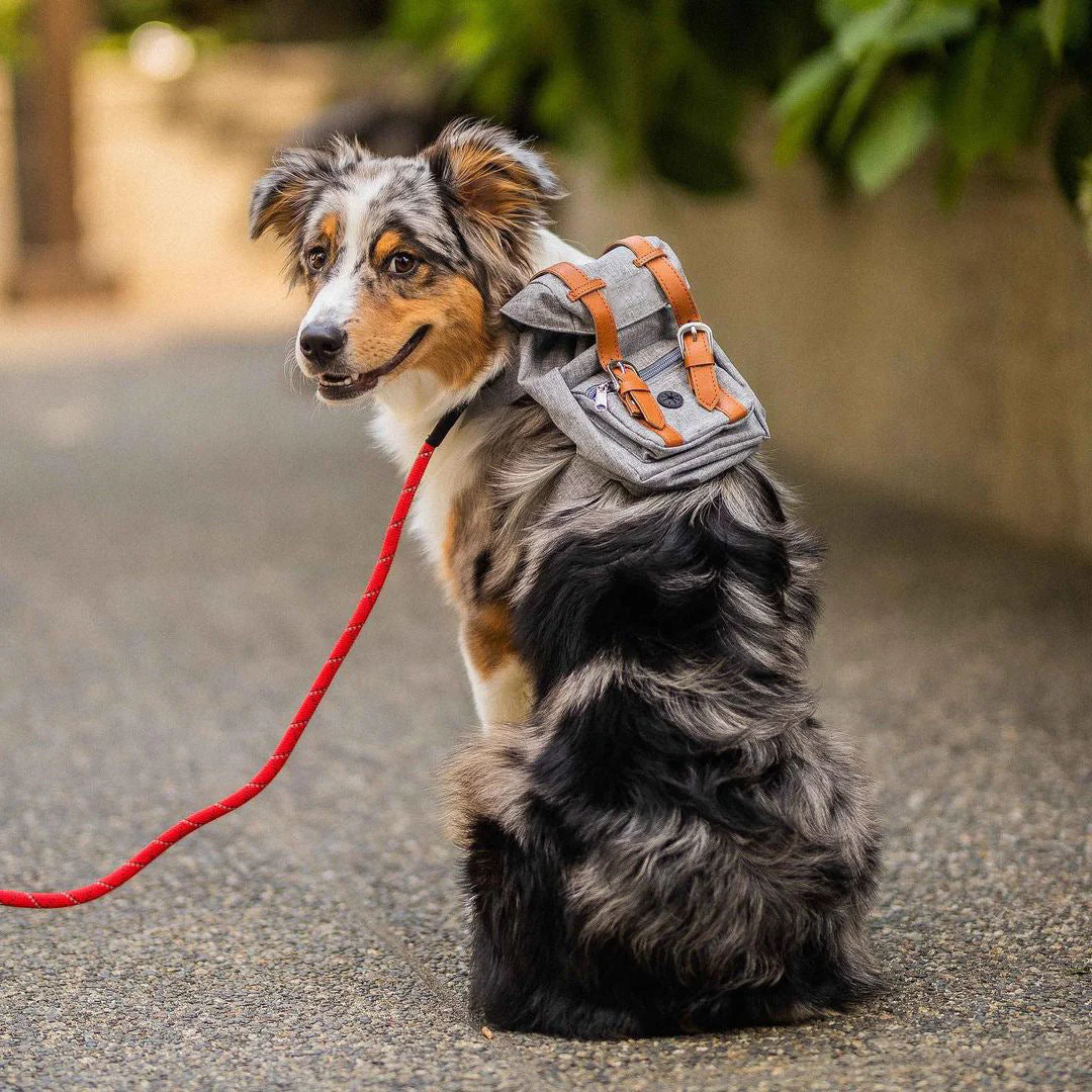 Mini Adventure Dog Backpack – Stylish & Functional - Image 6