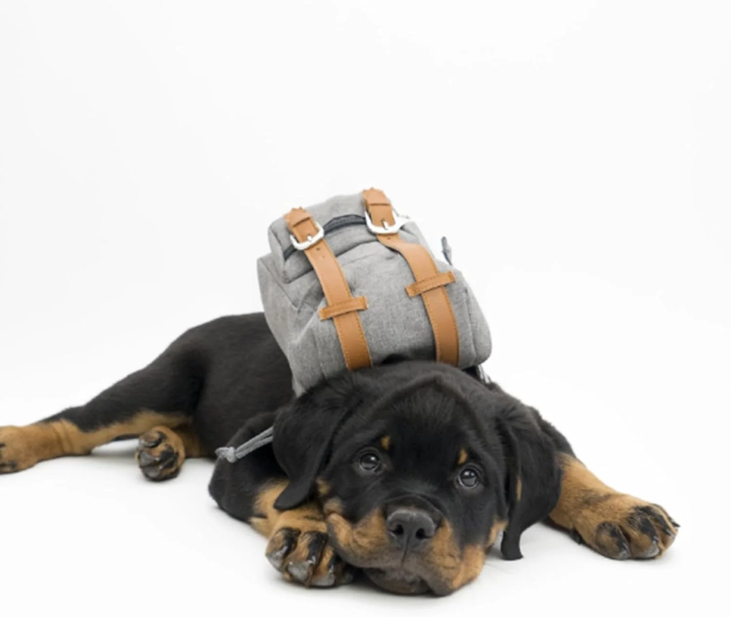 Mini Adventure Dog Backpack – Stylish & Functional - Image 8