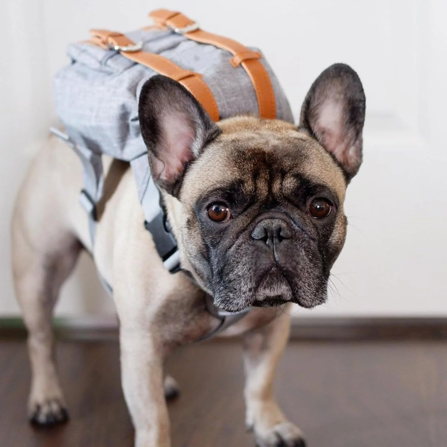 Mini Adventure Dog Backpack – Stylish & Functional - Image 9