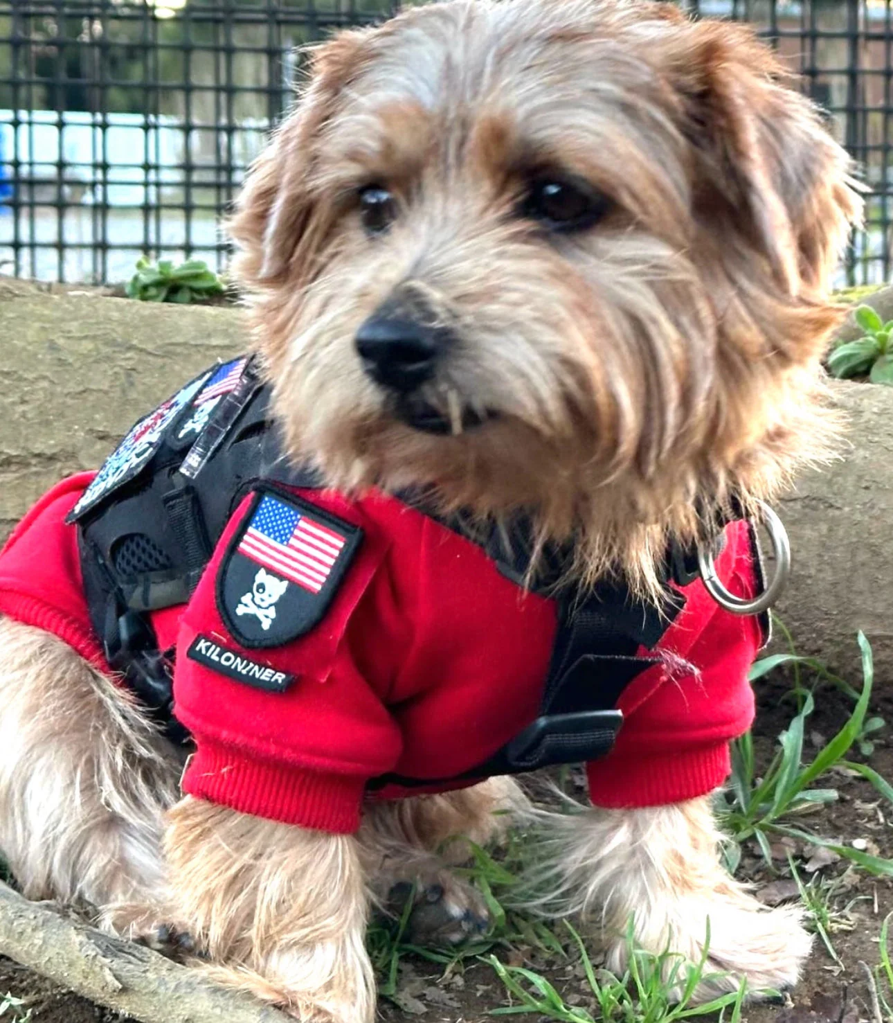 MINI AMERICAN DOG & CROSSBONES SHIELD Morale Patch - Image 3