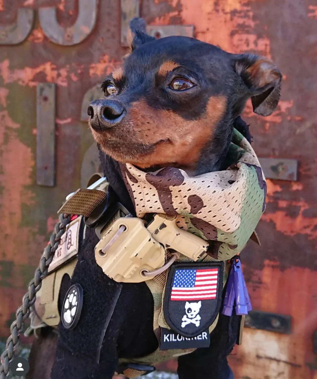 MINI AMERICAN DOG & CROSSBONES SHIELD Morale Patch - Image 4
