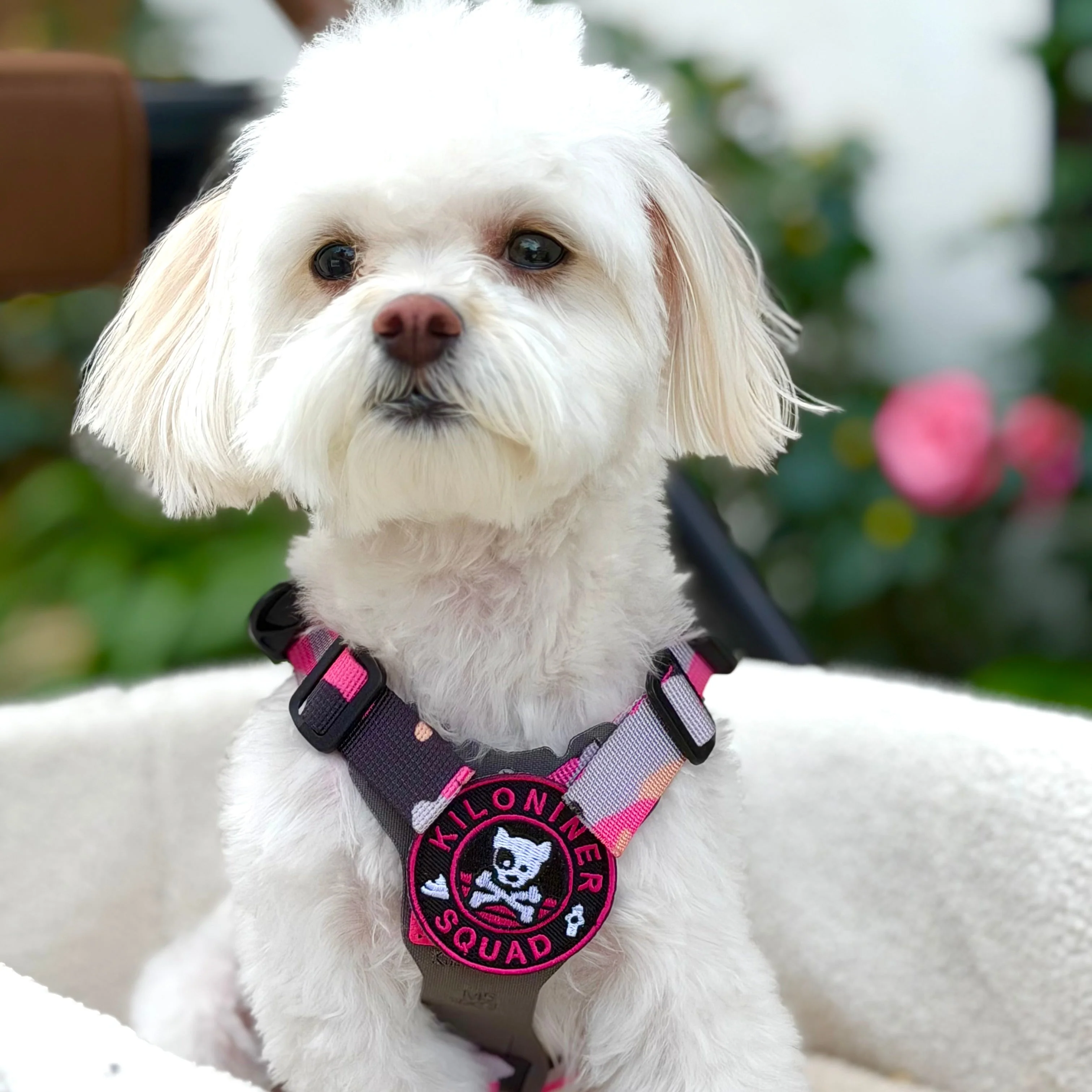 Mini Dog and Crossbones Pink and Black Morale Patch - Image 2