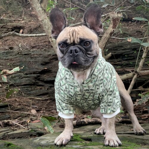 Money Print Dog Hoodie - Image 6