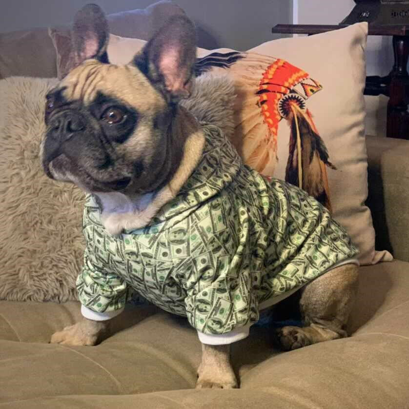 Money Print Dog Hoodie - Image 7