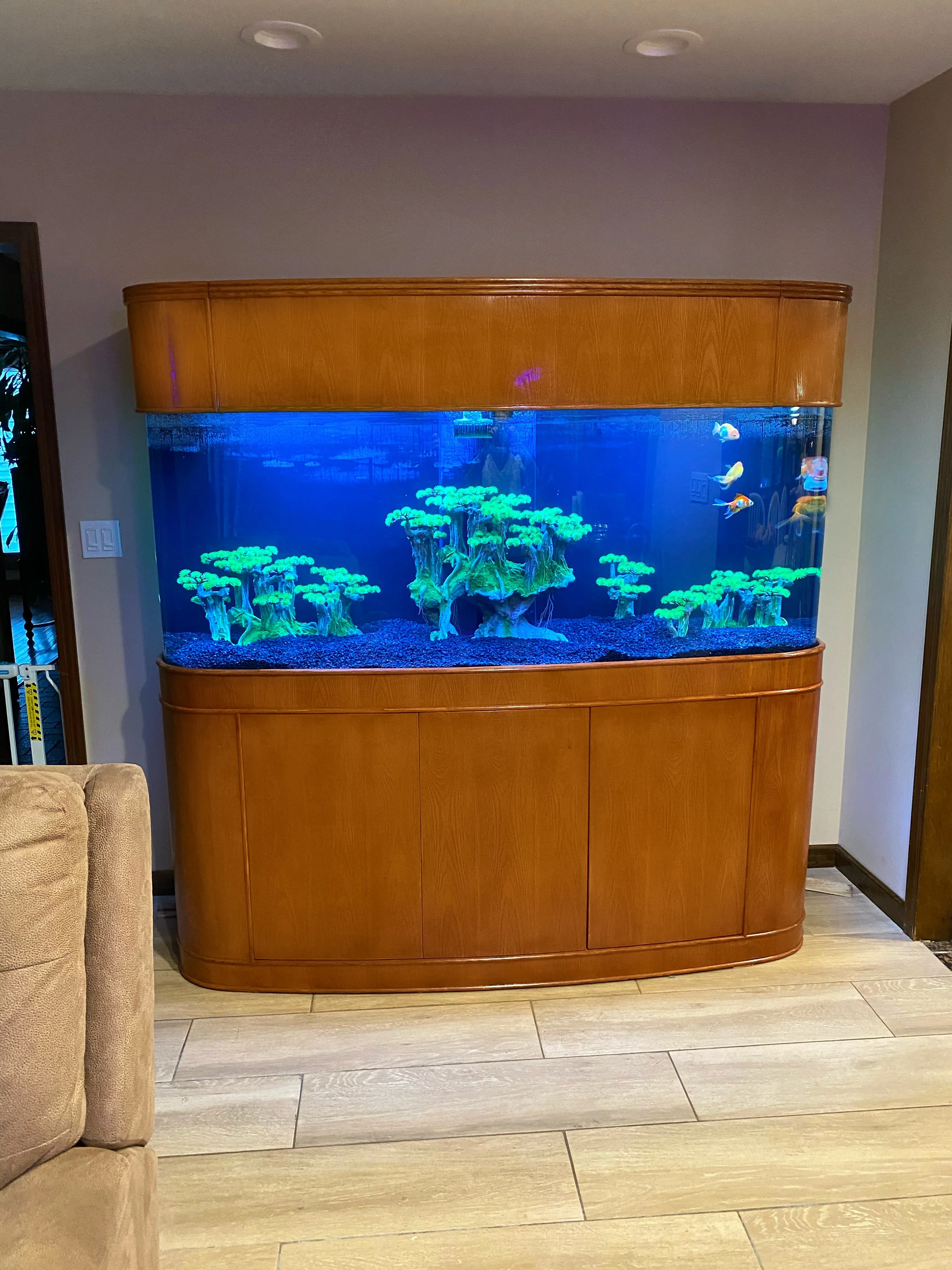 MONSTER TANK! 380 Gallon Seamless Glass Bowfront Reef-Ready Aquarium in Premium Cherry Real Wood Furniture - Image 2