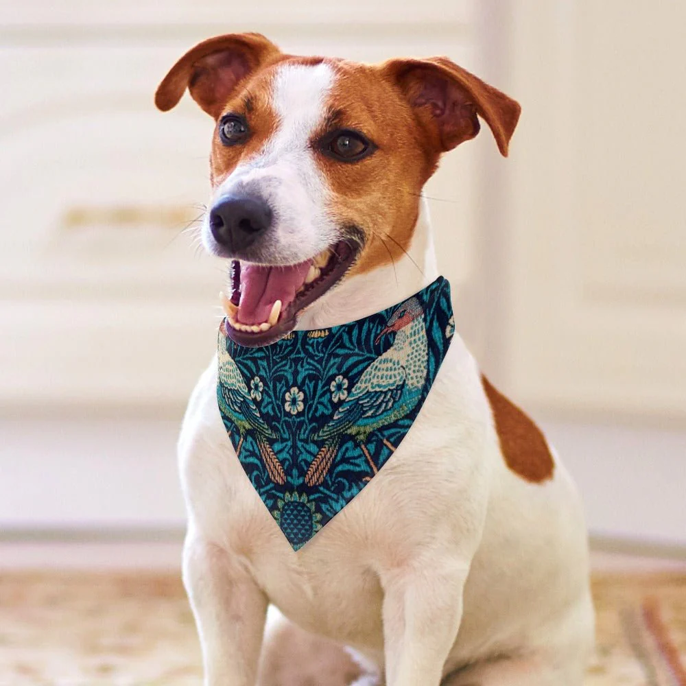 Morris Bird Pet Scarf - Image 4