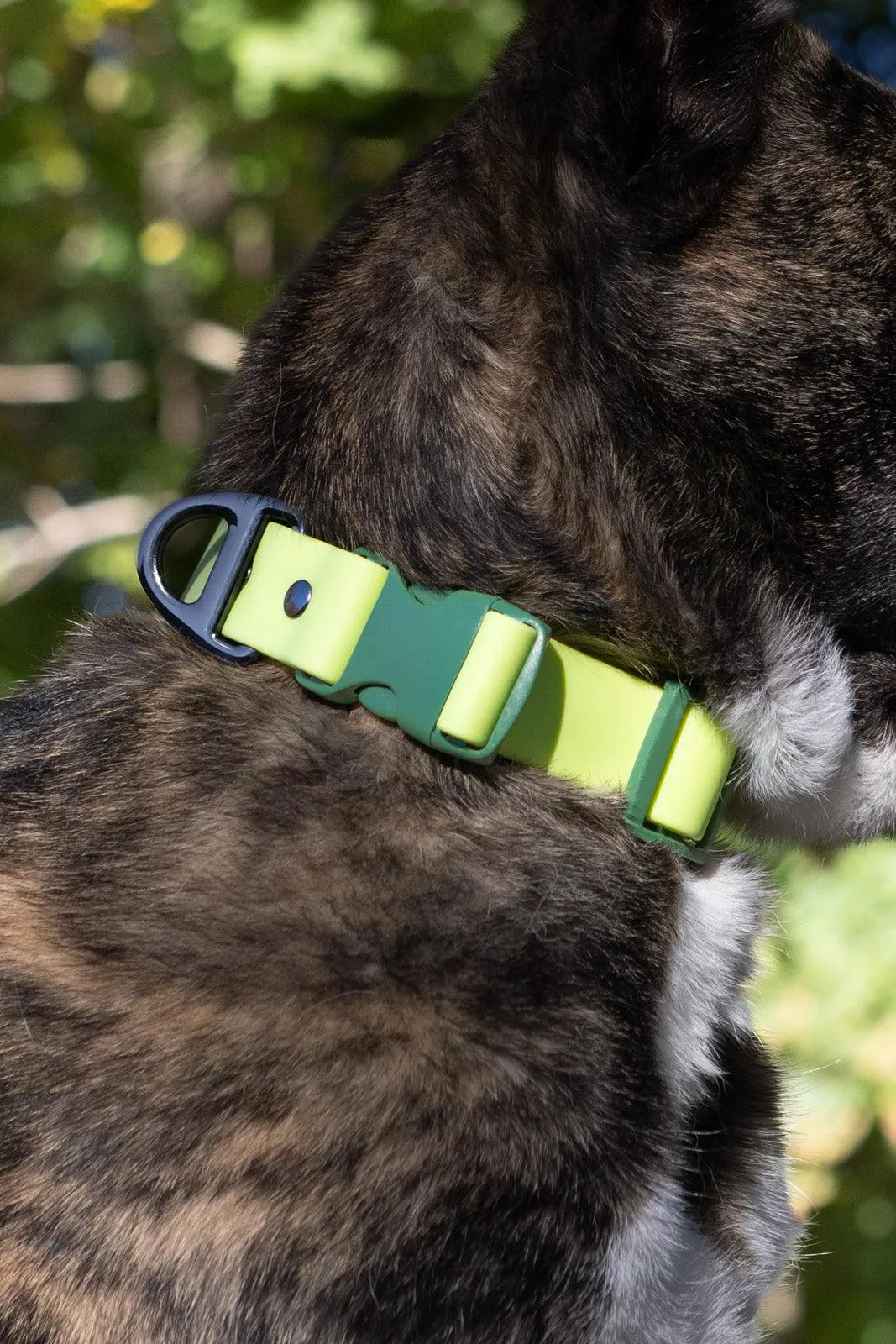 Mossy Pine Waterproof Dog Collar - Image 2