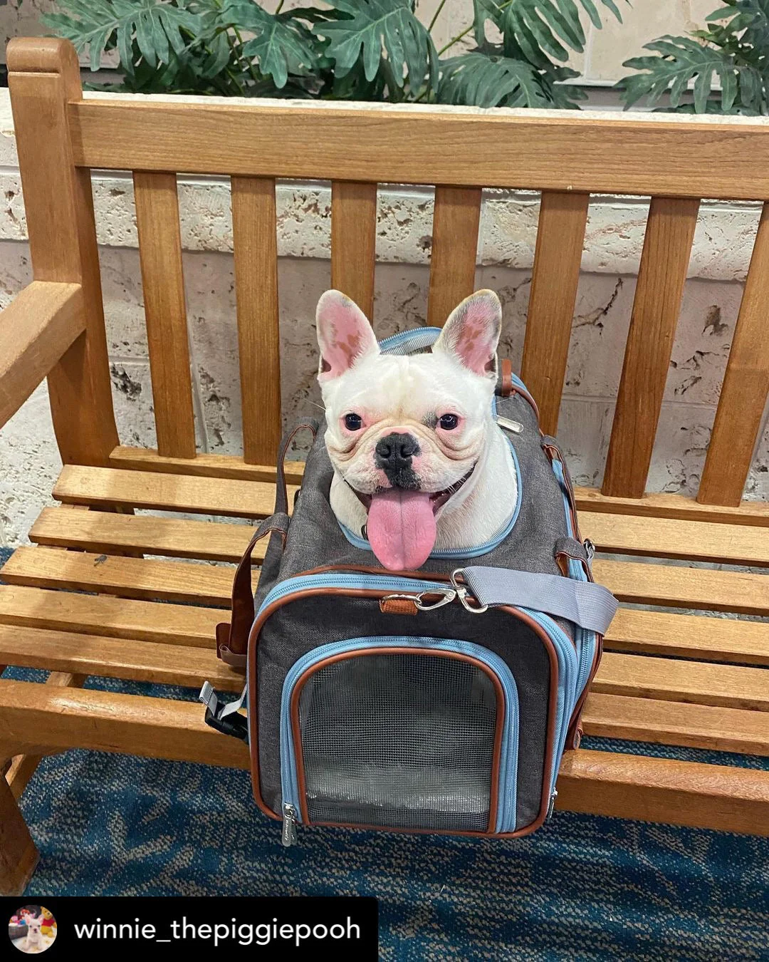 Mr. Peanut's Gold Series Big Apple XL Size Double Expandable Pet Carrier - Image 5