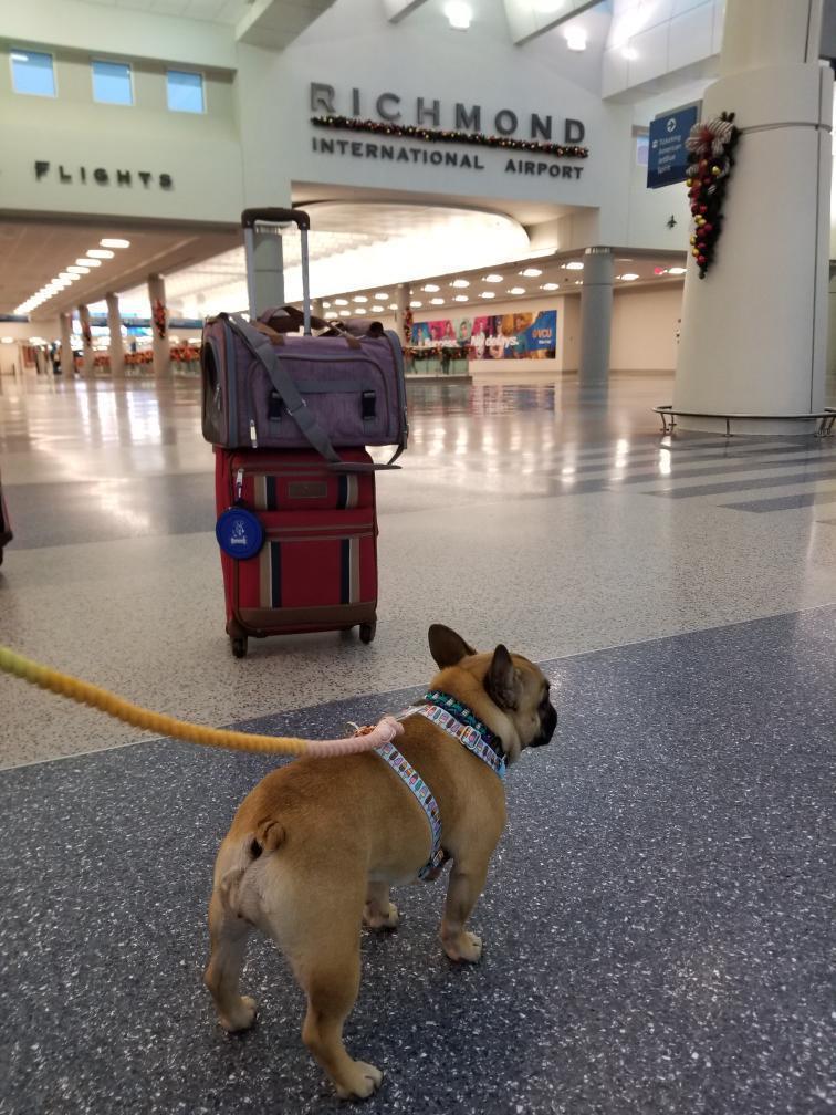 Mr. Peanut's Gold Series Standard Size Airline Compliant Pet Carrier - Image 15