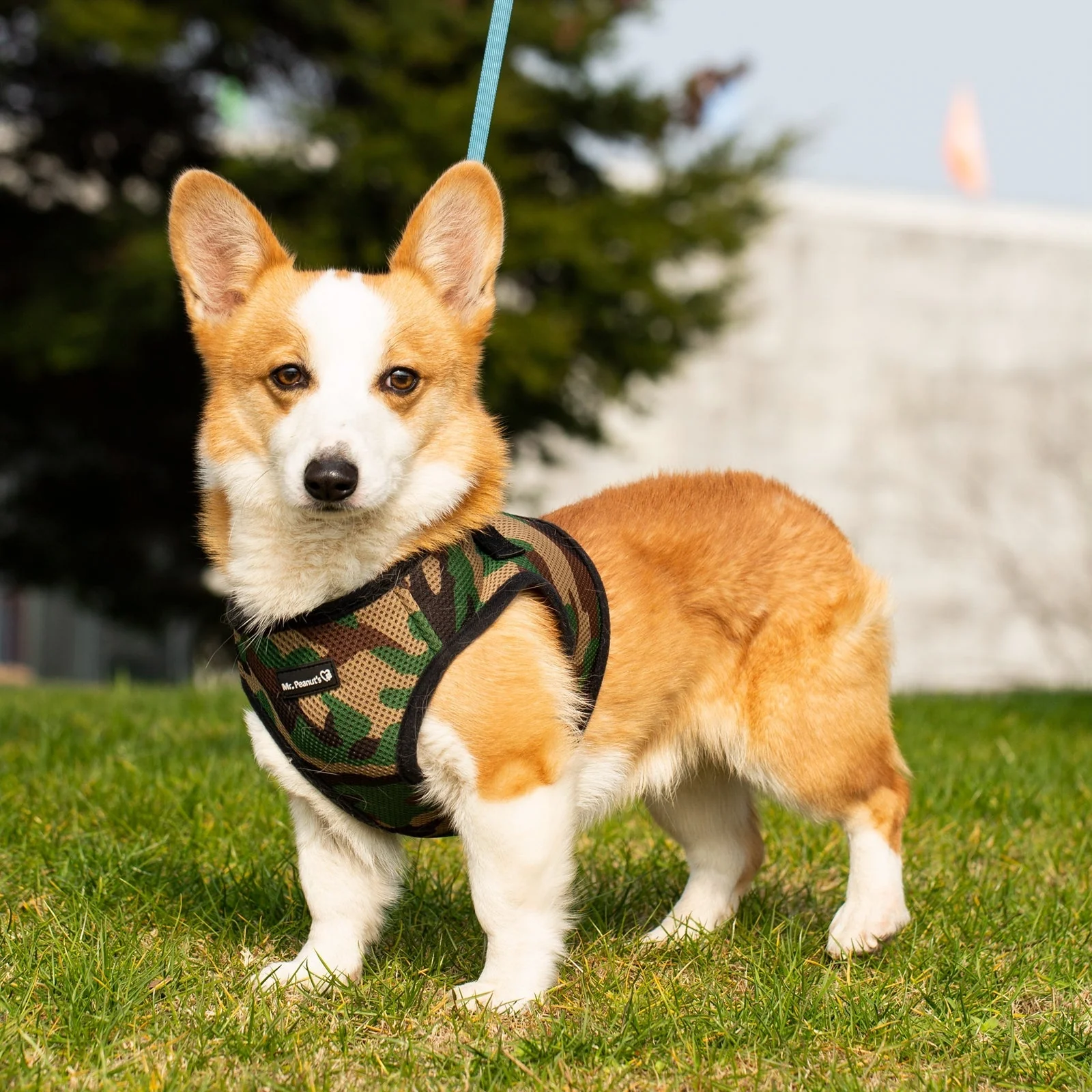 Mr. Peanut's PupTrek Soft Mesh Pet Harness with Matching Leash – Adjustable, Breathable, Choke-Free - Image 11