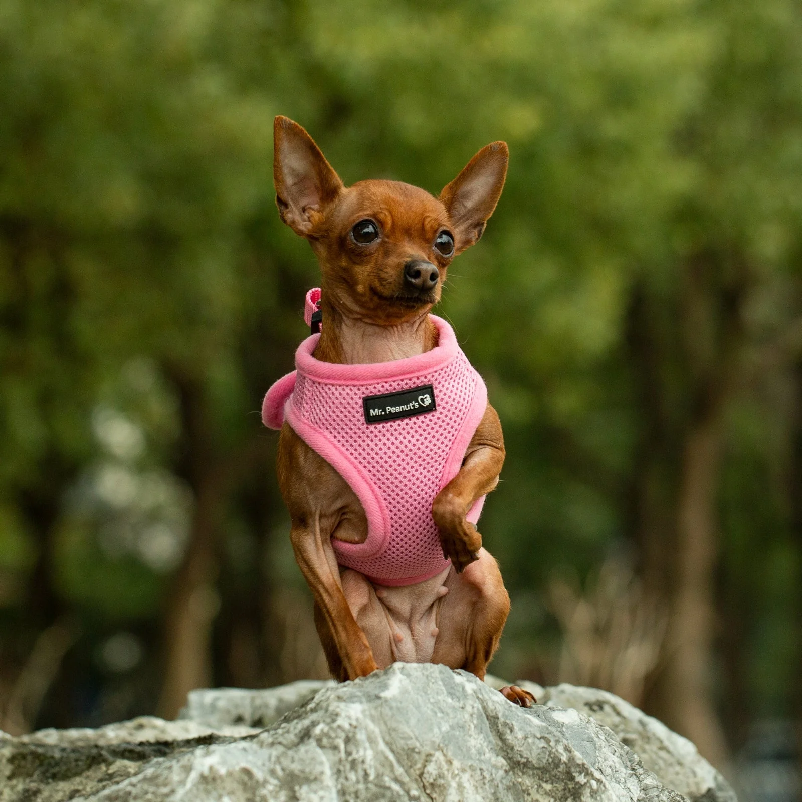 Mr. Peanut's PupTrek Soft Mesh Pet Harness with Matching Leash – Adjustable, Breathable, Choke-Free - Image 14