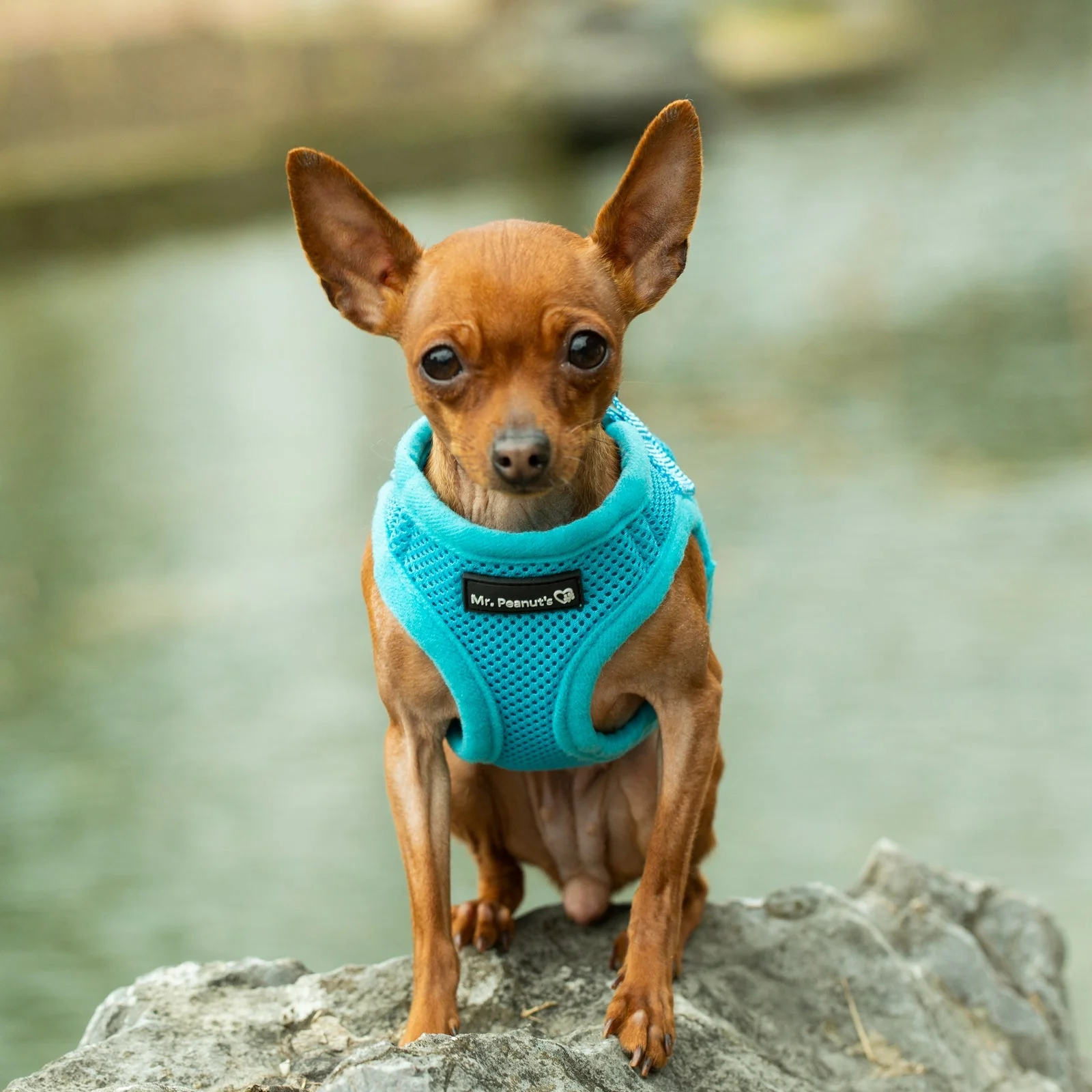 Mr. Peanut's PupTrek Soft Mesh Pet Harness with Matching Leash – Adjustable, Breathable, Choke-Free - Image 16